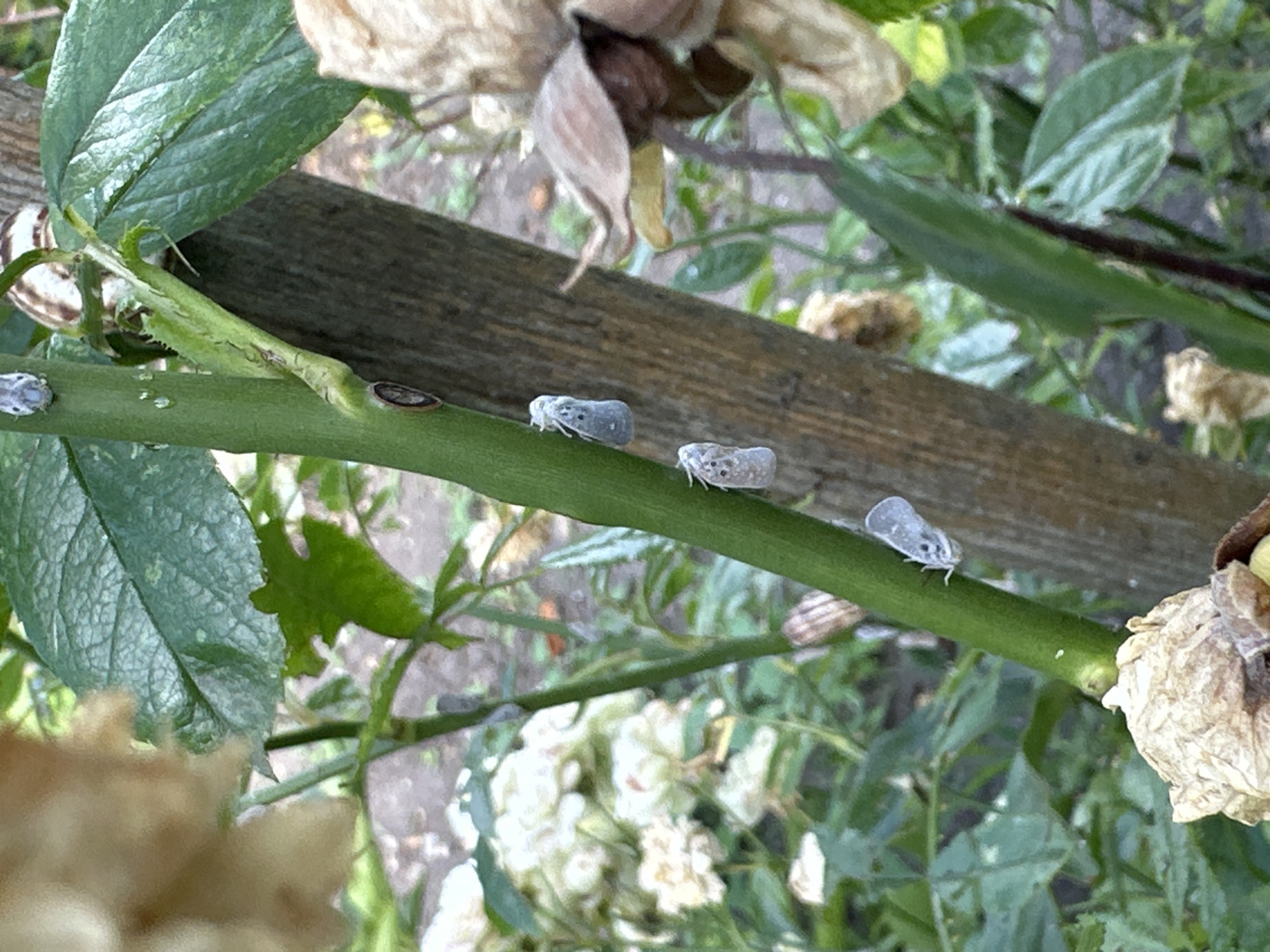 This image depicts a close-up view of a plant stem, likely in a garden setting. Several small, light-colored insects with dark markings are visible on the stem. The stem is green and appears healthy, with some leaves and dried flower remnants in the background. A wooden stake is positioned behind the stem, providing support. The lighting suggests it is daytime, and the overall environment appears to be outdoors, possibly a residential garden. No specific location in Yessentuki, Russia, can be identified from the visual information provided.