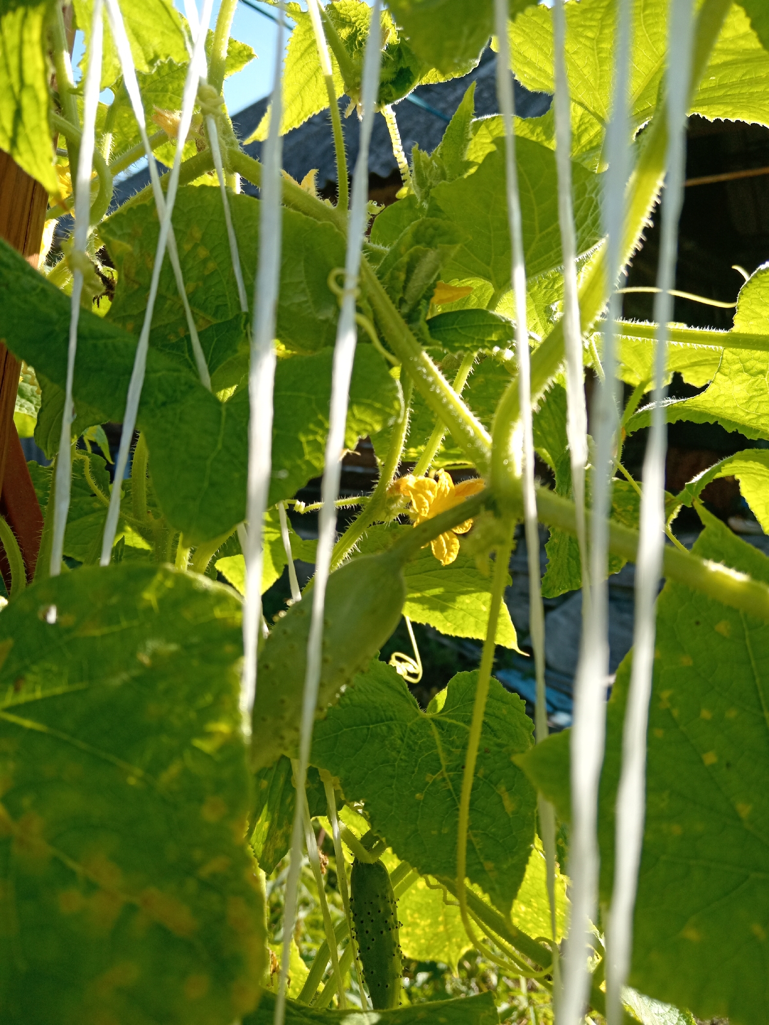 In a garden in Novopokrovka, Russia, a cucumber plant is visible, supported by white netting. The plant has large, green, textured leaves, some of which show yellowing. Several young cucumbers are growing, including one longer, bumpy cucumber hanging downwards, and a smaller, smoother one near a yellow cucumber flower. The plant is illuminated by sunlight, creating bright highlights on the leaves and stems, and casting shadows. The background is blurred, showing hints of a roof structure and a bright blue sky.