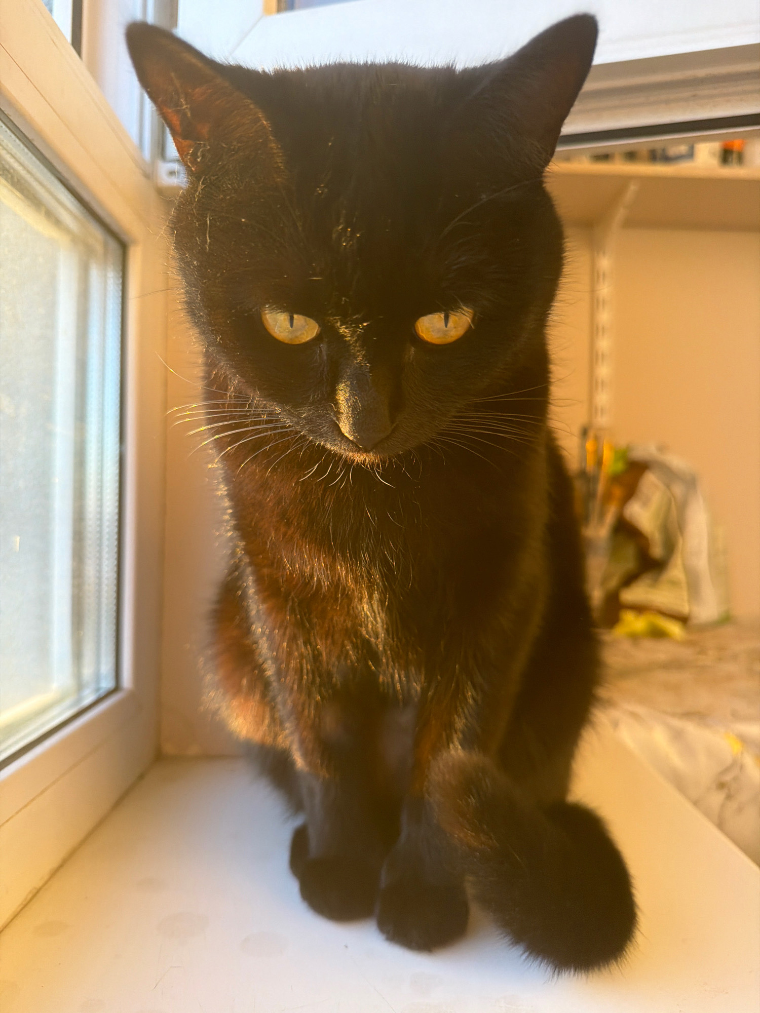 A black cat with yellow eyes is sitting on a white windowsill, bathed in sunlight. The cat is facing forward, looking down slightly. Its fur appears glossy in the light, with some areas reflecting golden hues. The windowsill is simple and white, with a few faint marks on its surface. To the left of the cat, a window is visible, letting in natural light. The background is blurred and appears to be an indoor setting, possibly a room with shelves and some items on them, suggesting a home environment. There are no people or other animals in the frame. The image is taken from a slightly elevated angle, focusing on the cat. The location is a windowsill in Samara, Russia.