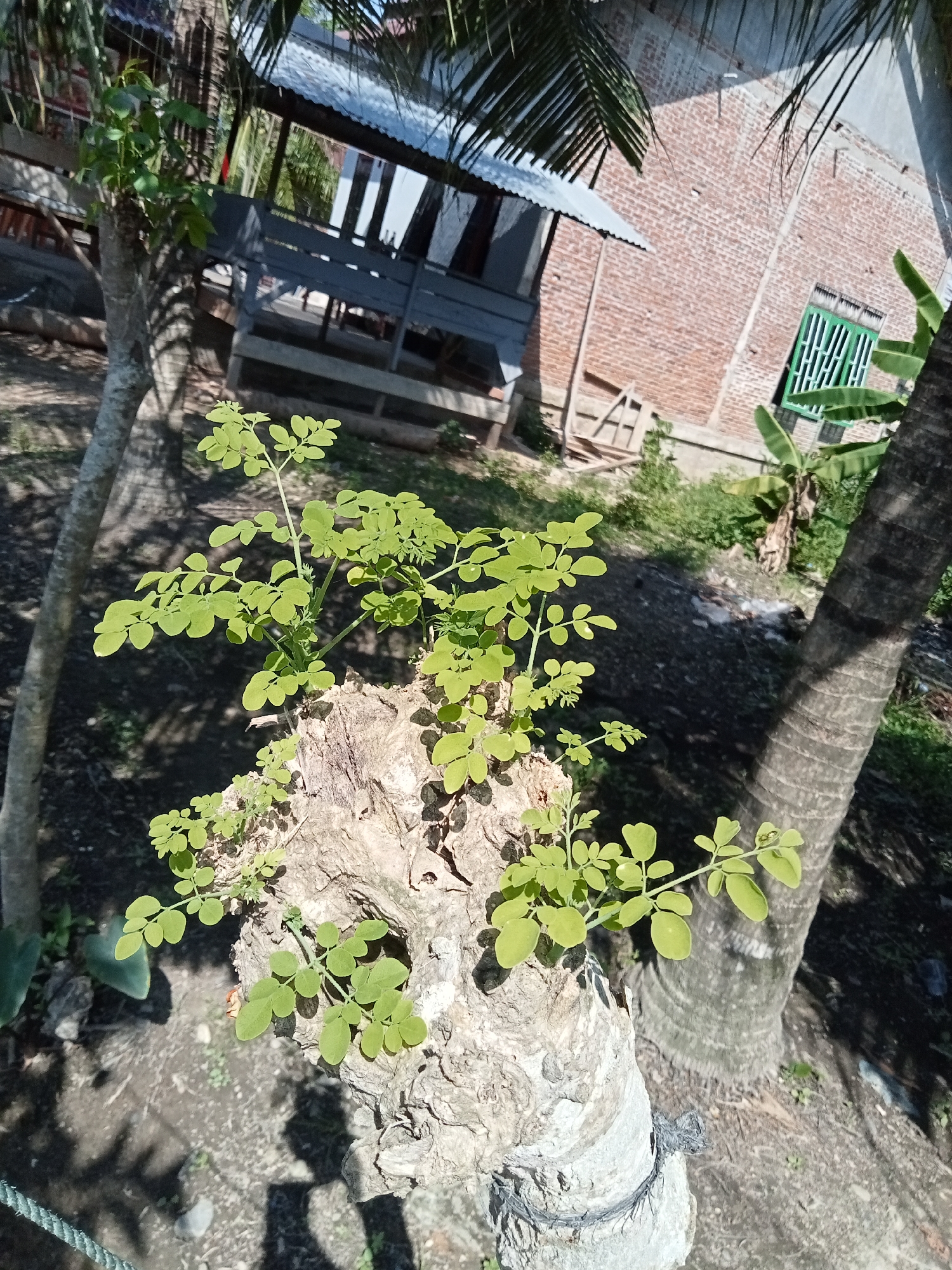 In Matangsijuek Timur, Indonesia, a Moringa tree sprout is growing from the trunk of a larger, cut-down tree. The sprout has several branches with small, green, oval-shaped leaves. The trunk of the cut tree is rough and weathered, with a dark gray rope wrapped around its base. Behind the sprout, a rough, grey-barked palm tree is visible. In the background, a brick house with a green-barred window and a corrugated metal roof structure with wooden beams are present. The ground is covered with dark soil and scattered small stones, with shadows cast by the trees suggesting a sunny day.