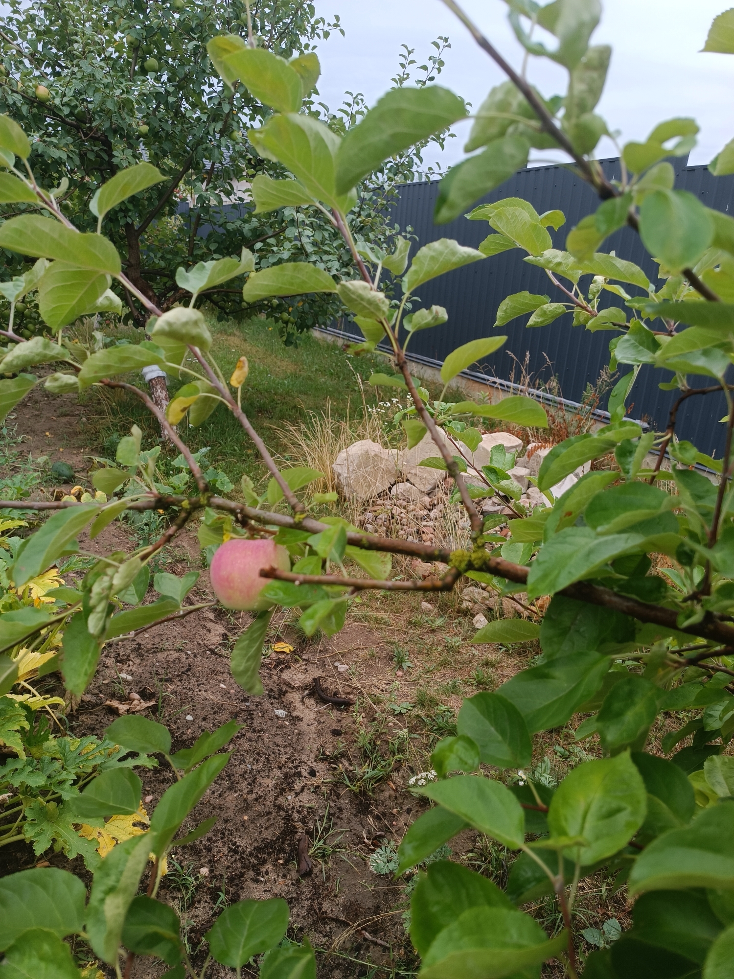 The image shows a close-up view of an apple tree branch with a single, partially ripe pink and green apple hanging on it. The apple is in the center-left of the frame. Lush green leaves from the same tree fill the foreground and frame the view. In the background, there is a dark gray corrugated metal fence, some scattered rocks, and dry grass. The ground is a mixture of dark soil and patchy dry grass, with some green plants also visible. The overall setting appears to be a garden or backyard in a rural area, possibly within the Тэльмінскі сельскі Савет in Belarus, given the context provided. The lighting suggests an overcast day. There are no people or animals visible in the image.