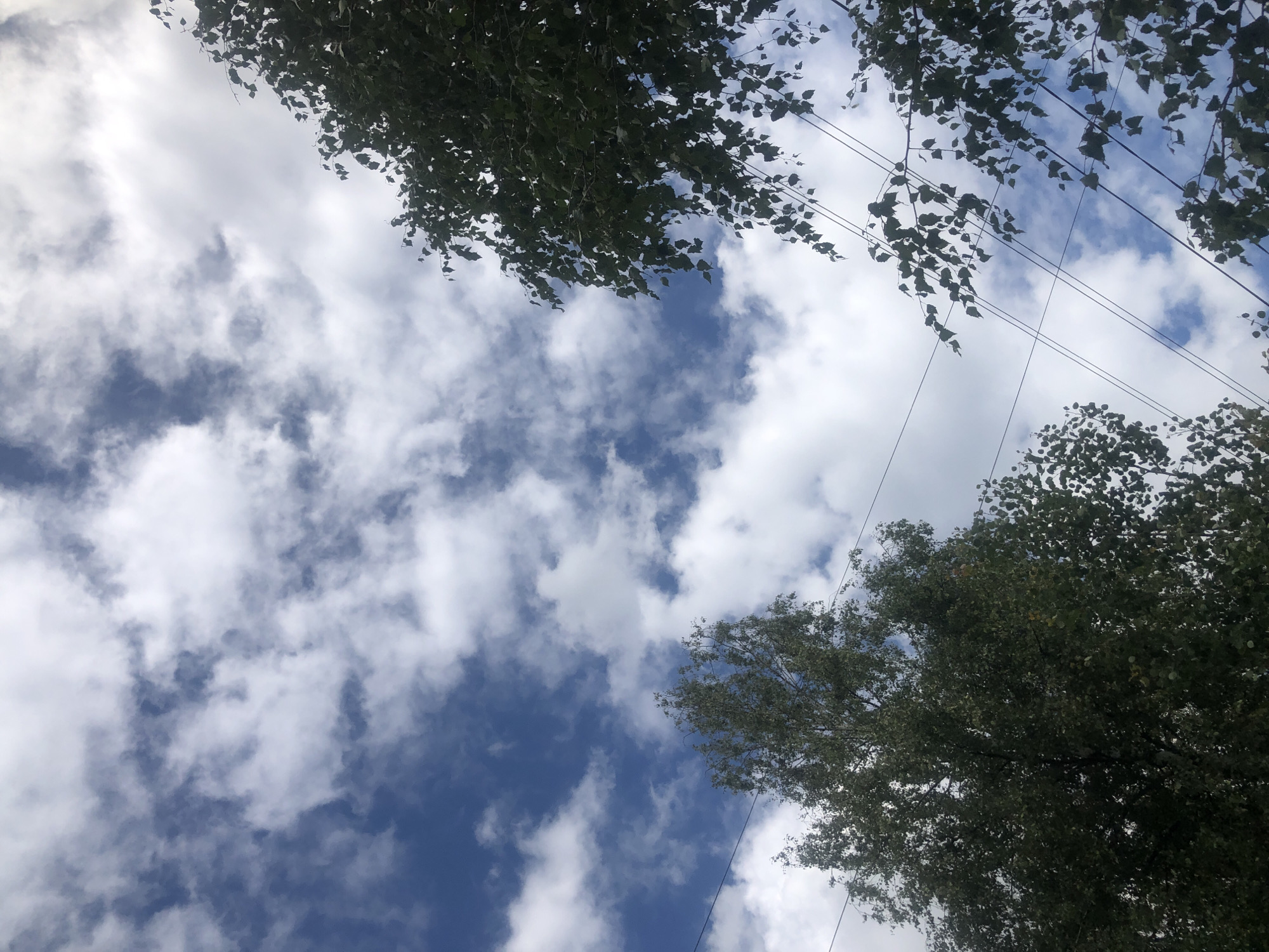 The image captures a view of the sky filled with scattered white clouds against a bright blue background. Two large trees with dark green foliage are visible on the left and right sides of the frame, partially obscuring the sky. Several dark, thin power lines crisscross diagonally through the scene. The overall impression is of a bright, daytime sky with natural elements and man-made infrastructure. This image was taken in the city of Tutaev, Russia.