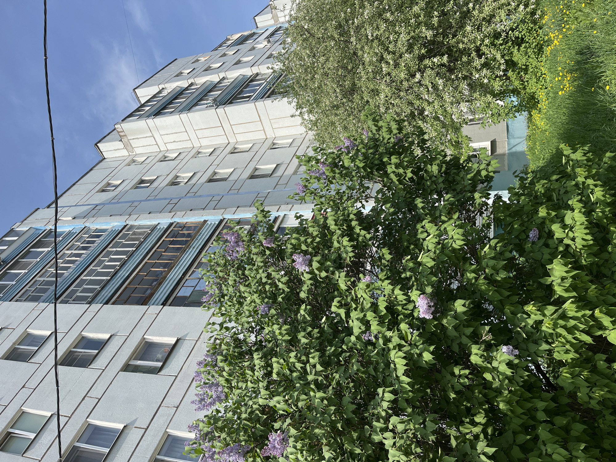 The image shows a building in Chaikovsky, Russia. The building has a light-colored facade with rows of windows. The windows on the upper floors have external metal shades. A large lilac bush with purple flowers is in the foreground, partially obscuring the building. Other green foliage, possibly trees, is visible behind the lilac bush. A power line runs across the upper left of the frame against a blue sky. The overall perspective is a low-angle shot, looking up at the building.