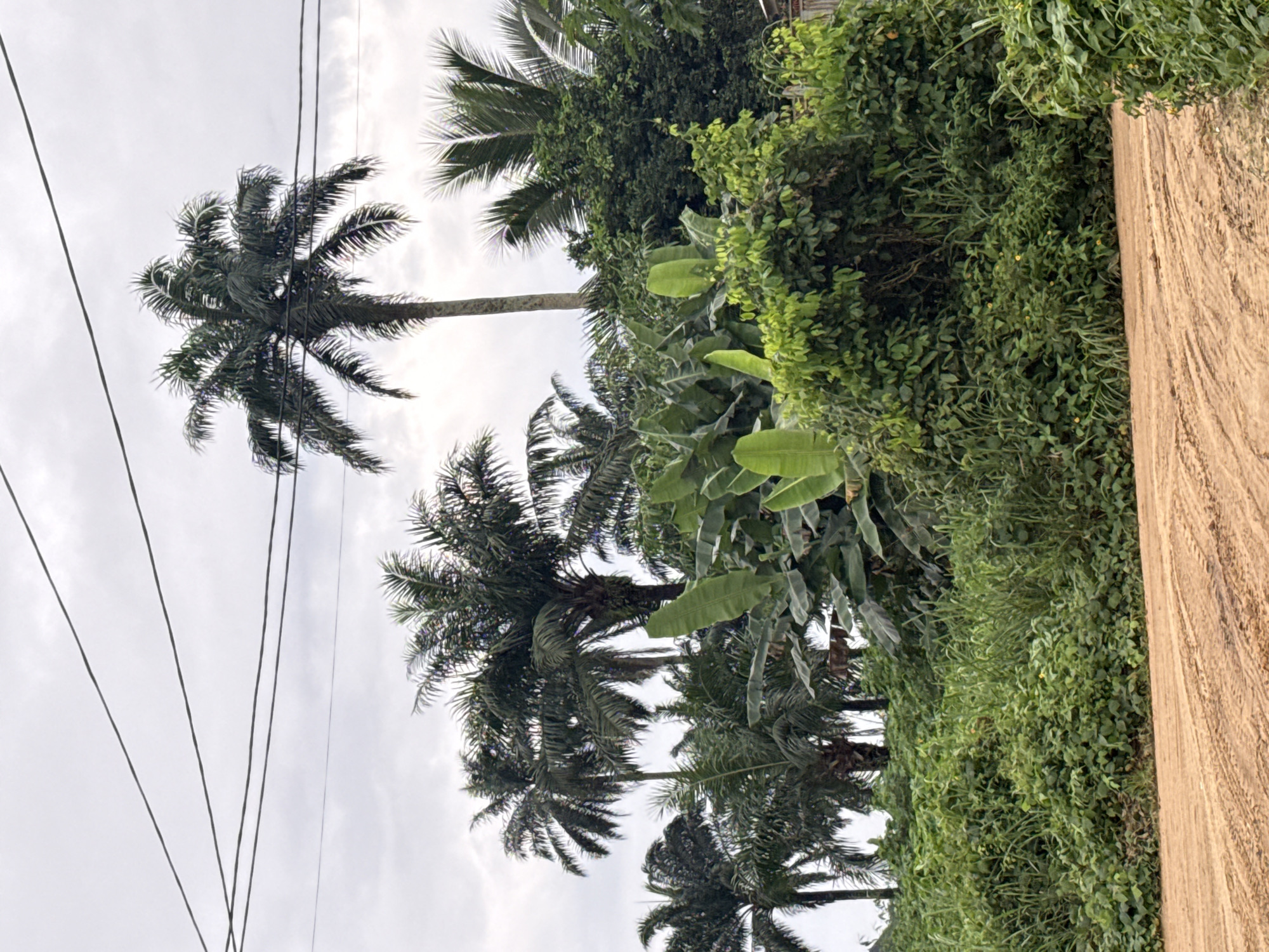 In Uyo, Nigeria, a dirt road leads into a lush landscape dominated by dense vegetation and tall palm trees under an overcast sky. The foreground features the textured surface of the dirt road, marked with tire tracks, suggesting recent vehicle movement. To the right, the road is bordered by a thick growth of green plants, some of which have small yellow flowers.
The midground is characterized by an abundance of foliage, including large banana leaves and various other green plants, creating a wall of vegetation. Behind this dense greenery, several palm trees rise prominently, their fronds spread against the sky. One particularly tall palm tree stands out in the center-right of the frame. Power lines stretch across the upper portion of the image, horizontally dividing the sky and the trees. The overall impression is of a vibrant, tropical environment, likely on the outskirts of Uyo, where nature is prevalent and the infrastructure of utility lines is present.