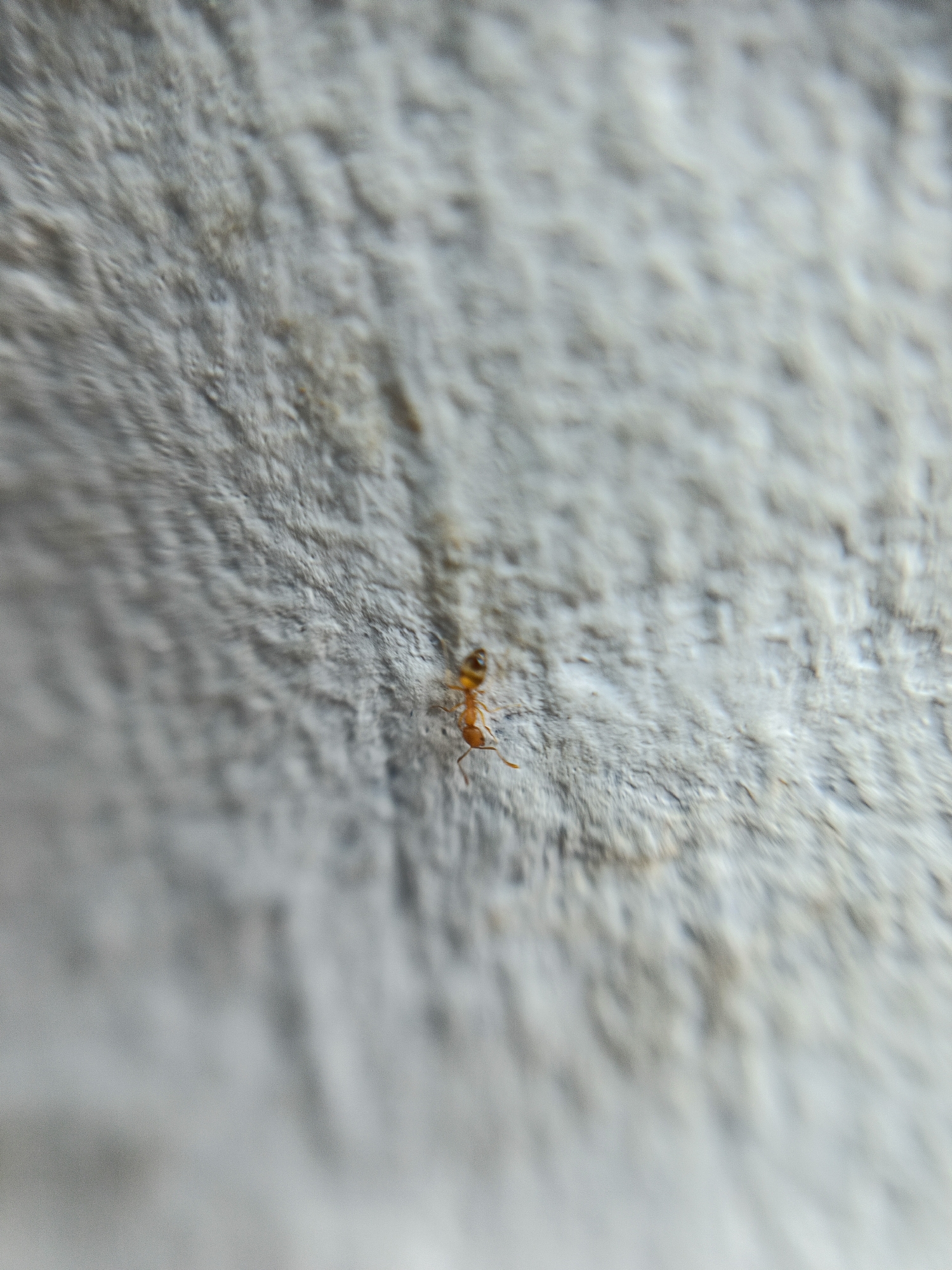 A macro photograph captures a small, orange ant in focus on a textured, light gray surface. The ant is positioned on the right side of the frame, facing towards the left. Its body is segmented, with a discernible head, thorax, and abdomen, and it appears to be walking. The surface it is on has a rough, almost fibrous texture, with subtle variations in tone and shadow that suggest it might be concrete or a similar material. The background is largely out of focus, creating a shallow depth of field that emphasizes the ant. The image does not provide any specific context or location within Margajaya, Indonesia.
