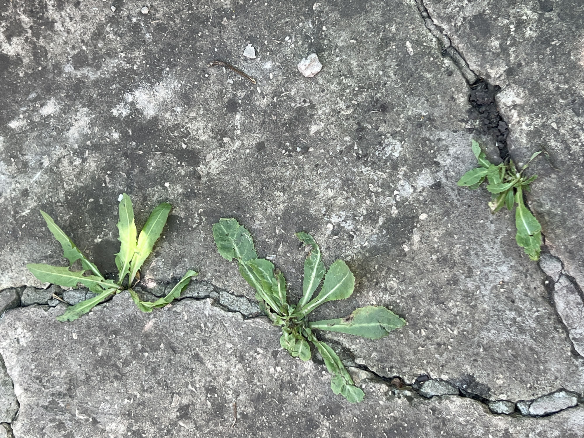 The image shows a cracked concrete surface with three small green plants growing out of the cracks. The concrete appears to be a sidewalk or paved area, with some loose gravel and debris scattered on its surface. The plants are leafy and appear to be weeds. The lighting suggests it is daytime. The scene is located in Lopatino, Russia.
