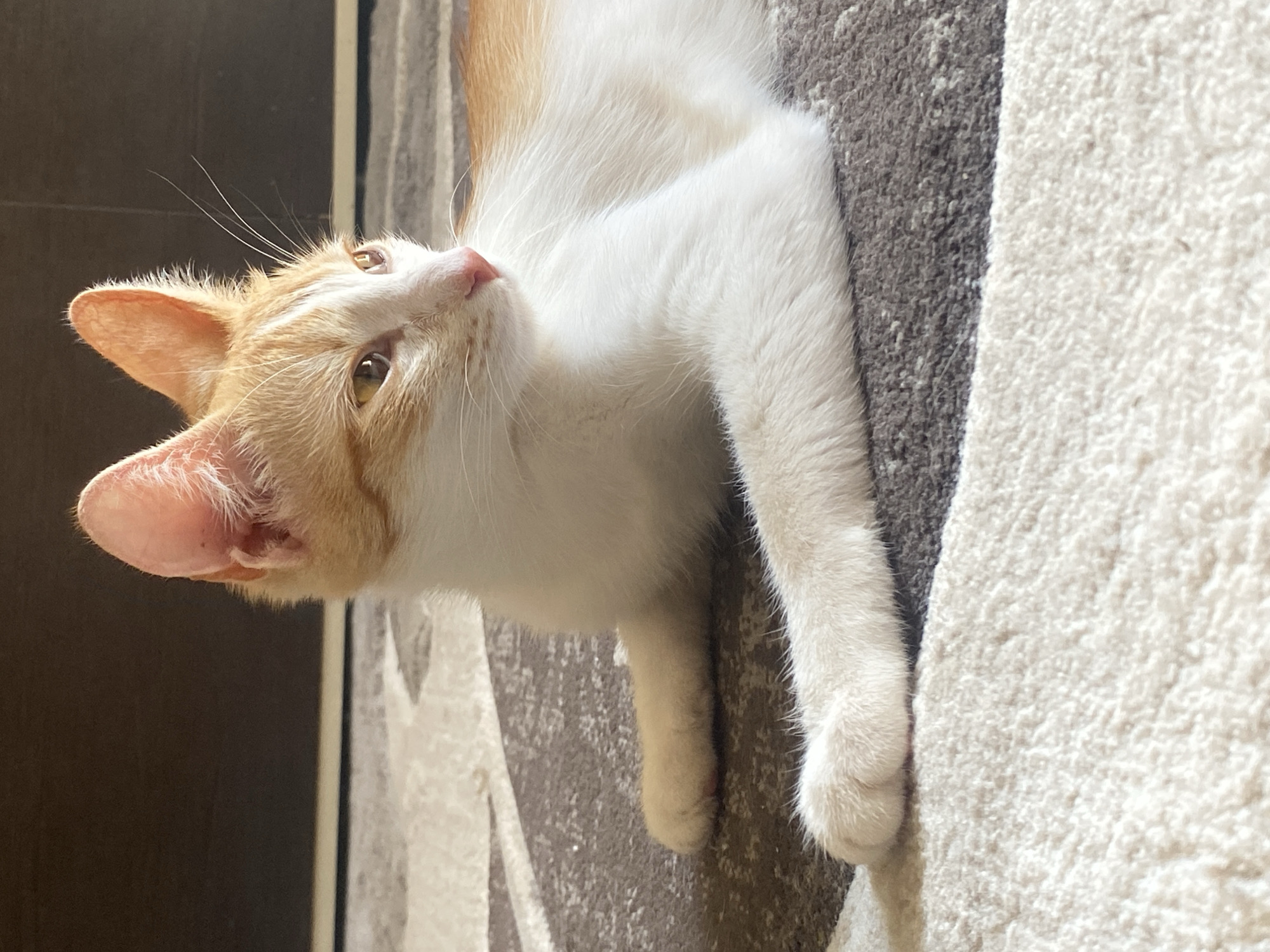A young, orange and white tabby cat is lying on a patterned rug. The cat is looking to the right with its ears perked up. The background is blurred and appears to be a dark wall and the edge of a rug. There are no people or other animals visible. The scene is indoors. There is no information to determine the location in the city of Chaikovsky, Russia.