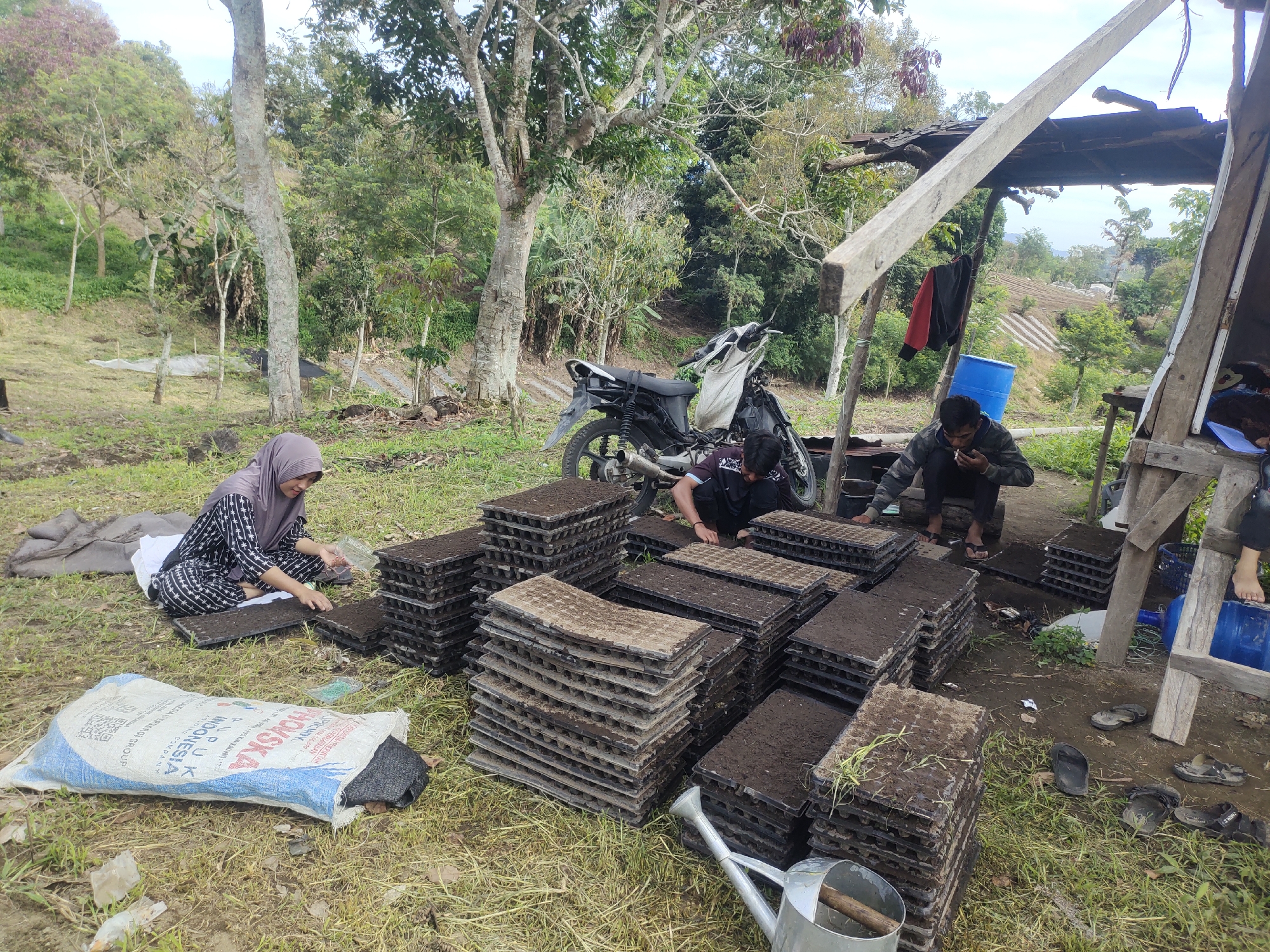 This image depicts an outdoor scene in a rural area, likely on the outskirts of Balik, Indonesia, given the presence of agricultural activities. Several people are engaged in preparing seed trays. In the foreground, a woman wearing a hijab and patterned clothing is seated on the ground, diligently filling seed trays with soil. Next to her is a large sack of what appears to be fertilizer or soil, labeled with Indonesian text and a QR code. A metal watering can rests on the grass nearby.
Dominating the center and right side of the image are numerous stacks of black plastic seed trays, most of which are filled with soil, ready for planting. A motorcycle is parked behind the seed trays, suggesting transportation for either people or materials. Two men are visible in the background, also engaged in the task of filling seed trays. One man is crouching near the motorcycle, while another is seated, appearing to be working on a tray.
The environment is rustic, characterized by dry, grassy ground with scattered weeds. In the background, a simple open-sided shelter constructed from wood and corrugated metal provides shade. Beyond the immediate area, the landscape features trees, dense vegetation, and terraced hillsides indicative of agricultural cultivation, with some sections appearing to be planted fields. The overall impression is one of agricultural preparation and labor in a rural, natural setting.