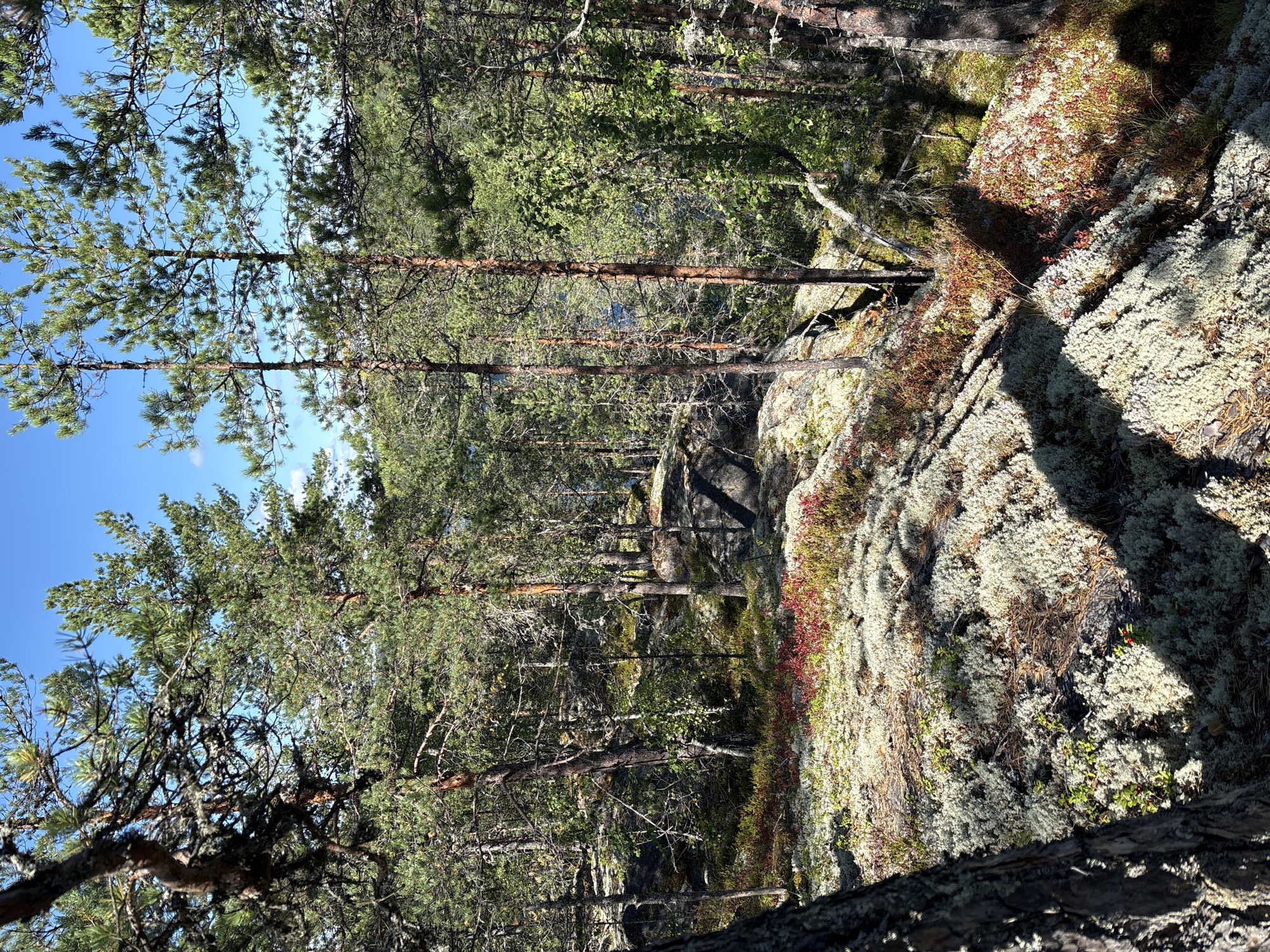 A sunny day in Kir'yavalakhti, Russia, presents a forest scene dominated by tall, slender pine trees. The forest floor is covered in a thick carpet of light-colored lichen, interspersed with patches of low-lying shrubs displaying vibrant red and green foliage. Rocky outcrops are visible throughout the landscape, contributing to the uneven terrain. The sky above is a clear, bright blue, with a few faint clouds. The image captures the natural beauty of the northern wilderness.