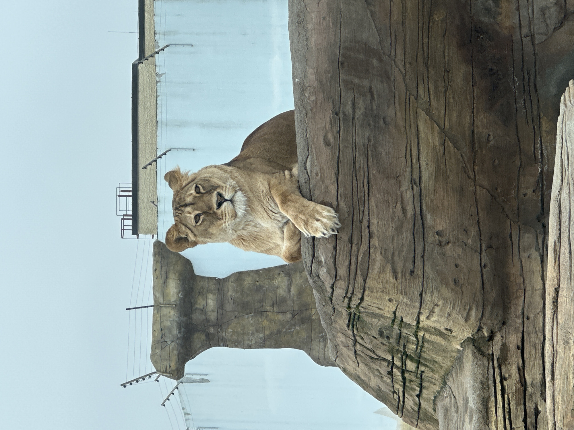 A lioness rests on a constructed rock ledge in an enclosure, likely at a zoo or wildlife park. The background features a pale blue sky meeting white walls with utility fixtures, suggesting an urban environment. Based on the reference, this is likely located in Kazan, Russia. The lioness is positioned near a textured, simulated tree trunk, looking towards the viewer.