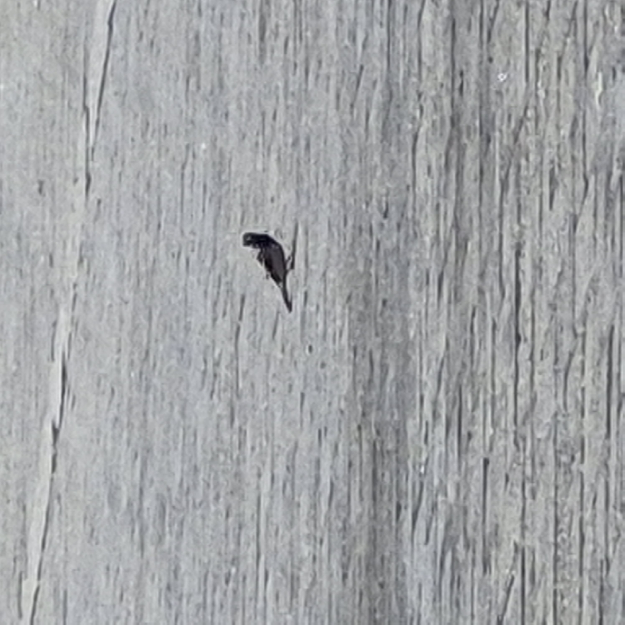 A lone sparrow stands on a textured, grey surface that appears to be paved with flat, rectangular stones. The surface is horizontally oriented with distinct linear patterns. The sparrow is facing left, with its head turned slightly towards the viewer, and its tail feathers are spread. The lighting suggests an outdoor environment, possibly during the day, with the harsh light creating subtle shadows on the ground. There are no other living beings or prominent objects visible in the frame. The overall scene is simple and focuses on the solitary bird against the textured backdrop. The location in Dodoma, Tanzania, is not visually discernible from the image itself, as it lacks any specific landmarks or contextual clues.