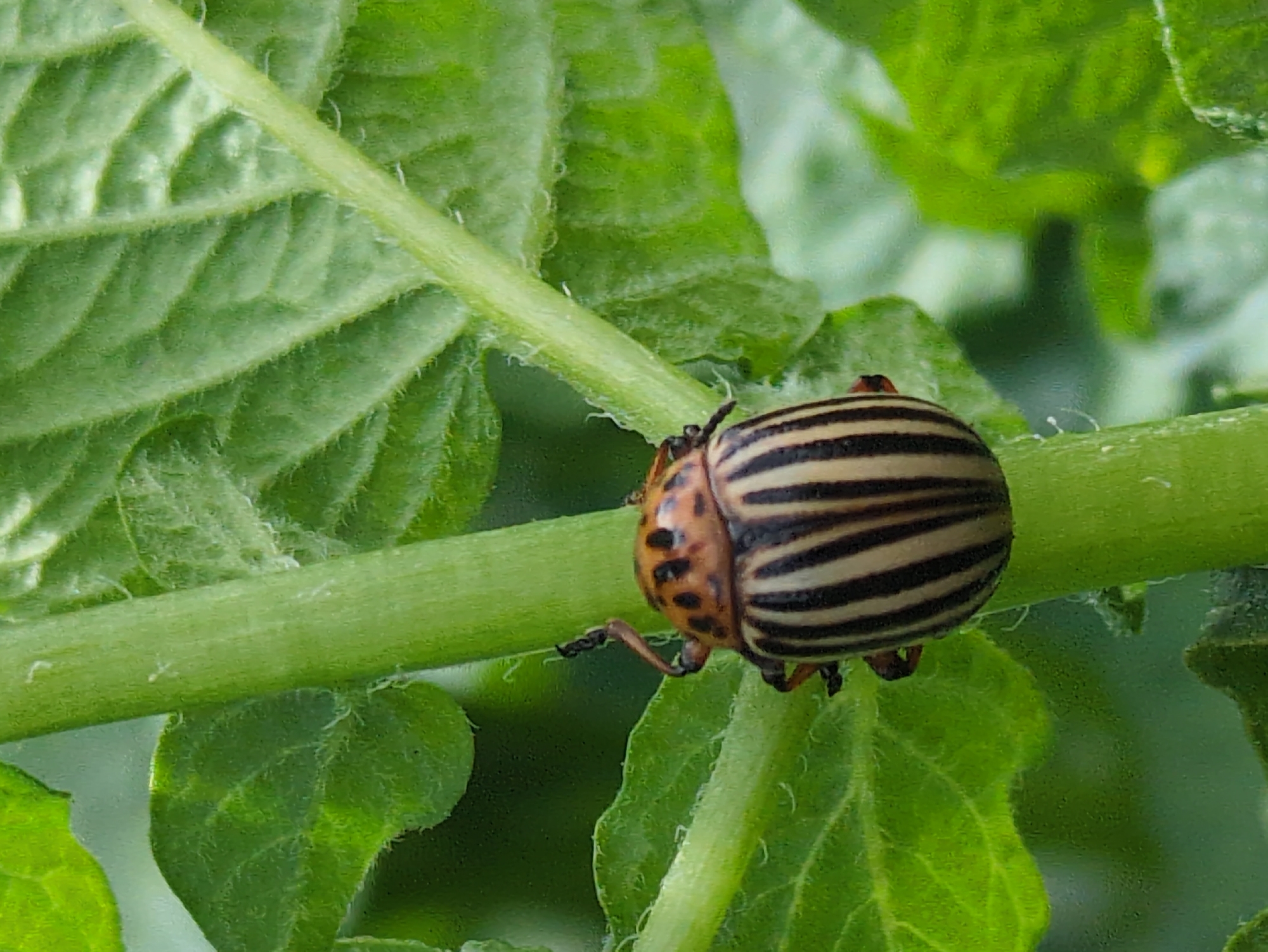 The image shows a close-up view of a Colorado potato beetle on the stem of a potato plant. The beetle is oval-shaped with characteristic black stripes on its orange-yellow elytra. It is positioned on a thick, green stem, with large, fuzzy green leaves of the potato plant surrounding it. The background is a blurred green, suggesting an outdoor environment, likely a garden or field. The image is a vertical shot, focusing on the insect and its immediate surroundings. The location in Kulebaki, Russia, is not visually evident from the image itself.