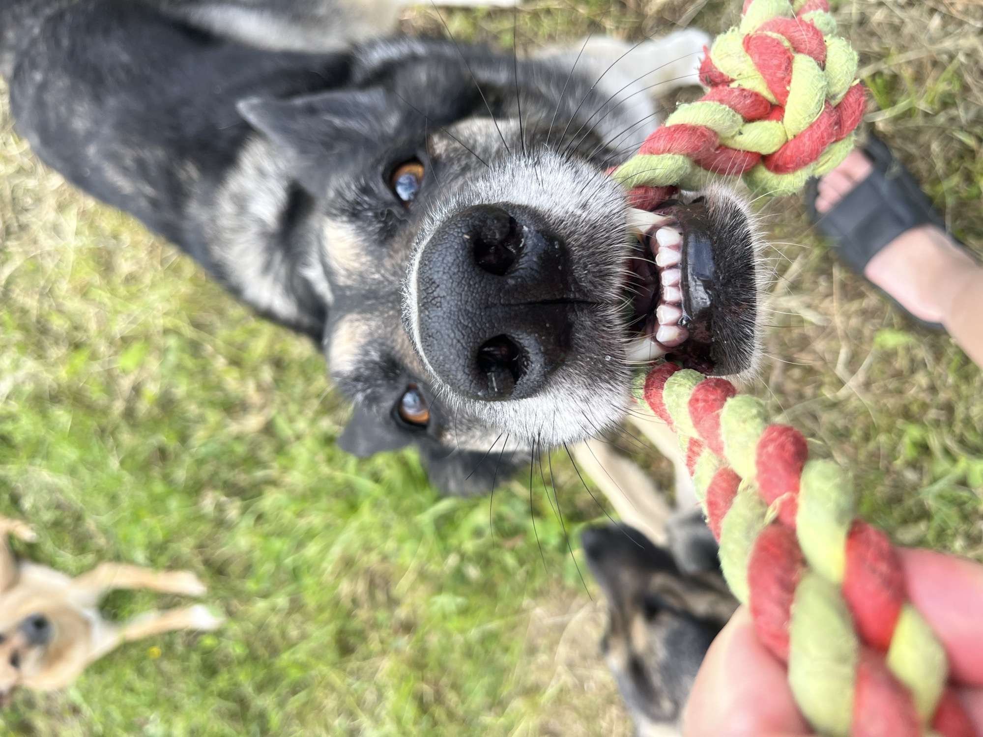 The image shows a close-up view of a dog playing tug-of-war with a rope toy. The dog's mouth is open, revealing its teeth and tongue as it pulls on the toy. The dog has dark and grey fur with some white markings on its face. In the background, another dog is visible, lying on the grass. The environment appears to be outdoors, with green grass covering the ground. The image does not contain any elements that would allow for the determination of its location within the city of Nizhny Tagil, Russia.