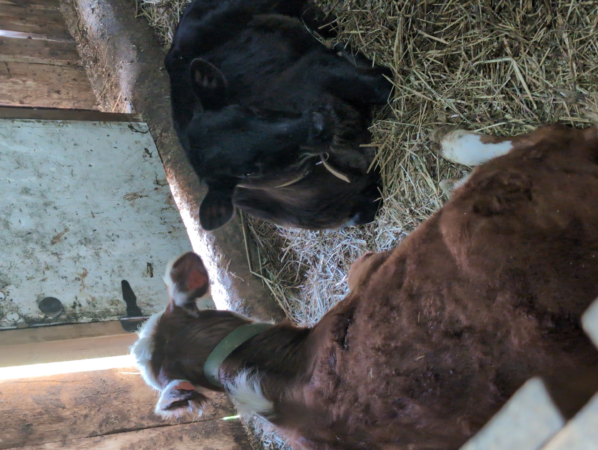 The image shows two calves in a barn. One calf is black and lying on hay. The other calf is brown and white and wearing a green collar. The barn floor is made of wood, and there is a white wall on the left. The location is Люк, Russia.