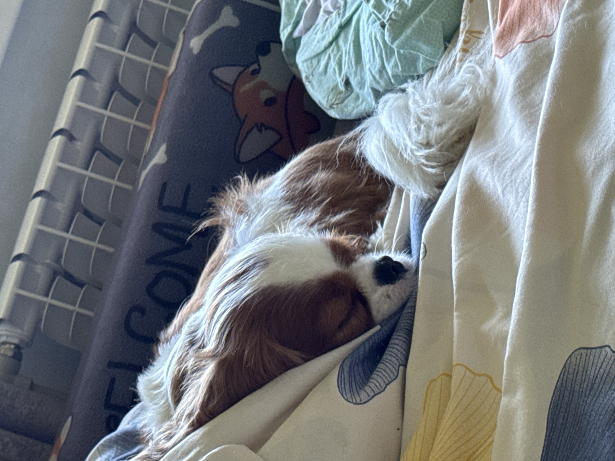 A tri-colored Cavalier King Charles Spaniel dog is sleeping on a bed. The dog is mostly covered by a white and blue patterned duvet, with its head resting on a white pillow. Part of a dark blue blanket with a corgi illustration and the word "WELCOME" is visible behind the dog. A light green crumpled fabric is to the right of the dog. The bed appears to be in a domestic setting.