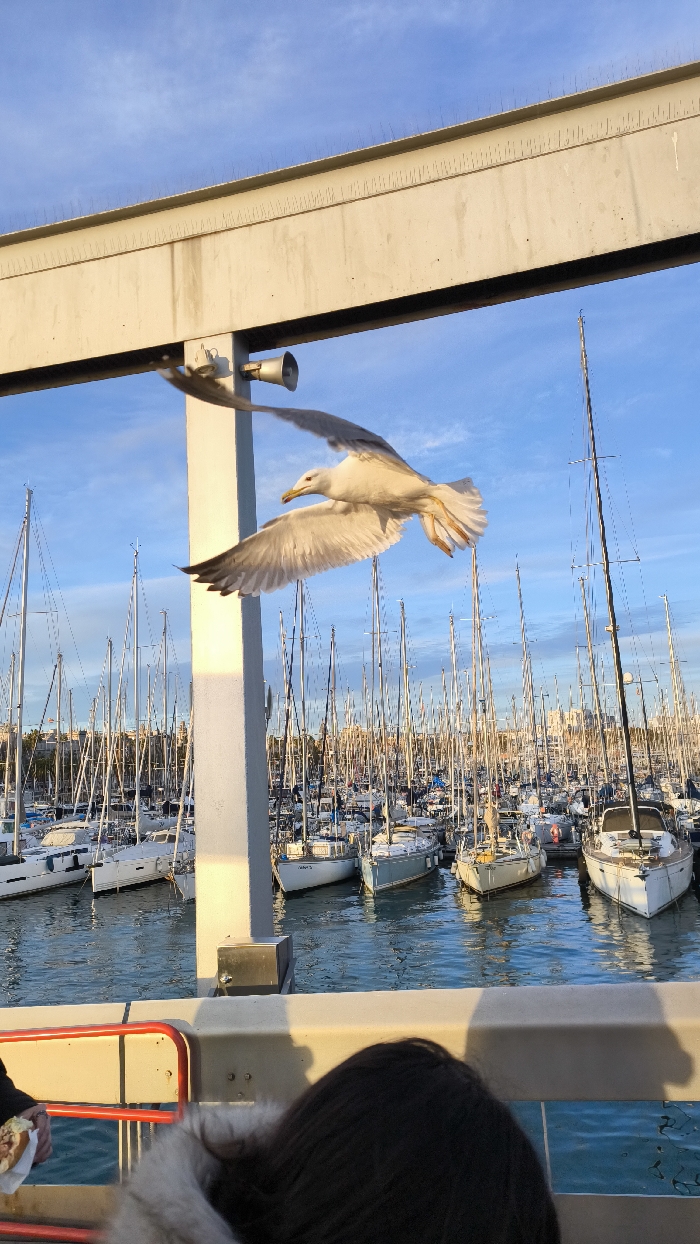 This image captures a vibrant marina scene under a bright, sunny sky, with a large seagull flying prominently in the foreground. The perspective seems to be from a person looking out over the water, as indicated by the top of a dark-haired head visible in the bottom right corner of the frame. A hand is also visible in the bottom left, holding what appears to be a hot dog or similar food item wrapped in white paper.
The scene is dominated by a concrete or metal overhead structure. A thick, light-colored pillar extends upwards from the bottom of the frame, passing behind the flying seagull. Mounted on this pillar is a gray, conical megaphone or speaker. Above, a long, horizontal concrete beam stretches across the top portion of the image. Along the top surface of this beam, numerous small, spiky anti-bird deterrents are visible, designed to prevent birds from landing.
The most striking element is the large, white seagull in mid-flight, its wings fully extended and its legs tucked up. The bird is captured with sharp detail, showing its yellow beak slightly open and its eye clearly visible. It is brightly illuminated by the sun, which casts a warm glow on its feathers.
Behind the immediate foreground elements, a bustling marina stretches into the distance. Hundreds of sailboats and yachts are docked in the clear, blue-green water. Their tall masts and intricate rigging create a dense, almost forest-like pattern against the sky. The sunlight glints off the water and the white hulls of the boats.
The sky is a clear, light blue with only a few faint, wispy clouds near the horizon. The warm, directional light suggests either early morning or late afternoon. In the far background, behind the dense collection of boats, some faint outlines of buildings or structures can be seen, indicating an urban or coastal settlement.
No discernible text is visible within the image. The image conveys a lively, open-air atmosphere, possibly capturing a moment of a bird approaching a person with food at a busy port.