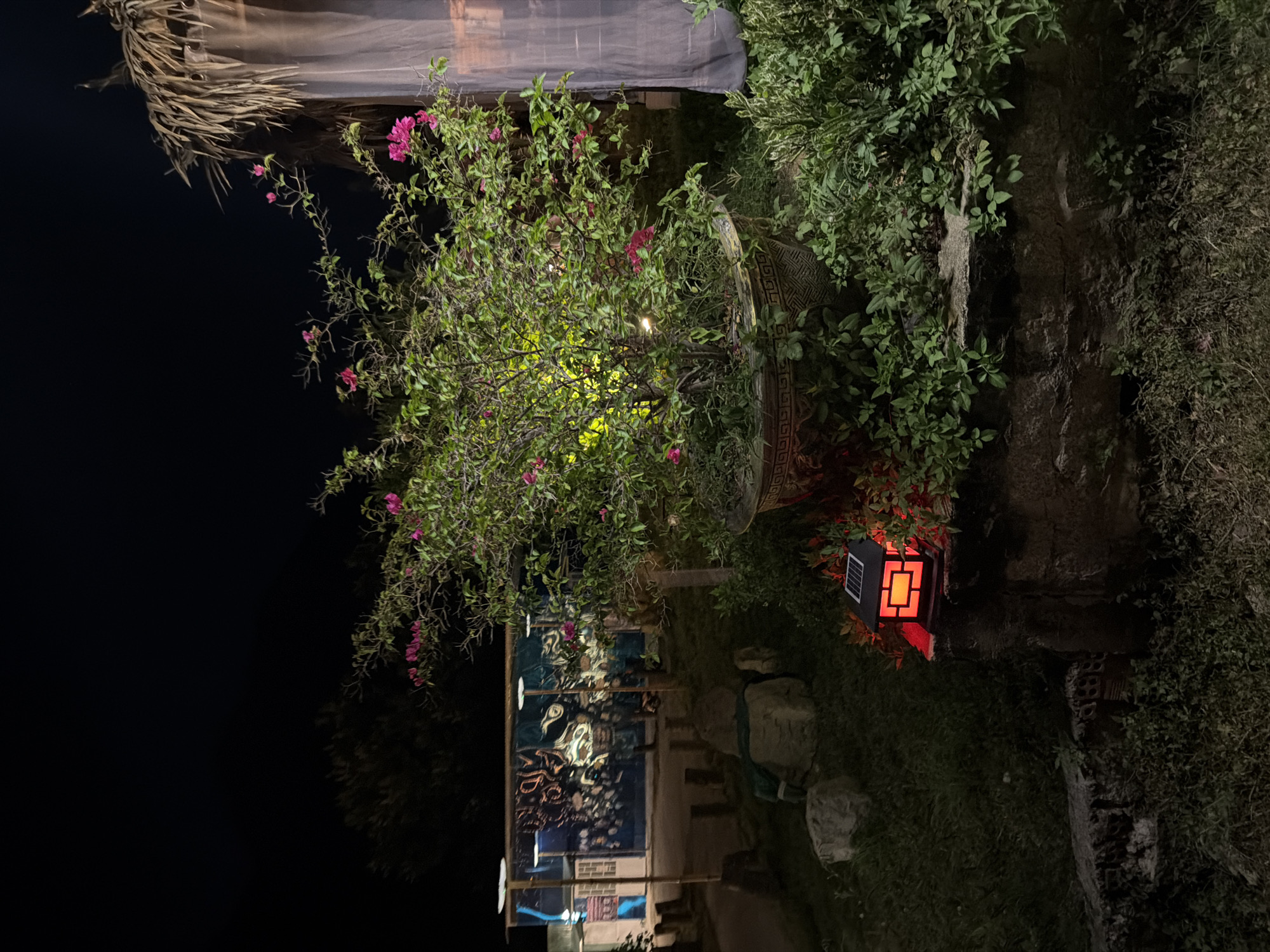 In the city of Bac Nha Trang Ward, Vietnam, at nighttime, a potted bougainvillea plant with pink flowers is illuminated by a red and orange solar-powered lantern placed on a stone ledge. The plant is in a large, decorative pot with a geometric pattern. To the right of the bougainvillea, a sheer white curtain hangs, and above it is a thatched roof structure. In the background, a building with blue walls is visible, featuring artistic murals and illuminated by several modern-looking lights. The ground is covered with grass and small stones, and in the foreground, there is a solar-powered lantern with red light emanating from its panels, casting a warm glow on the surrounding greenery.