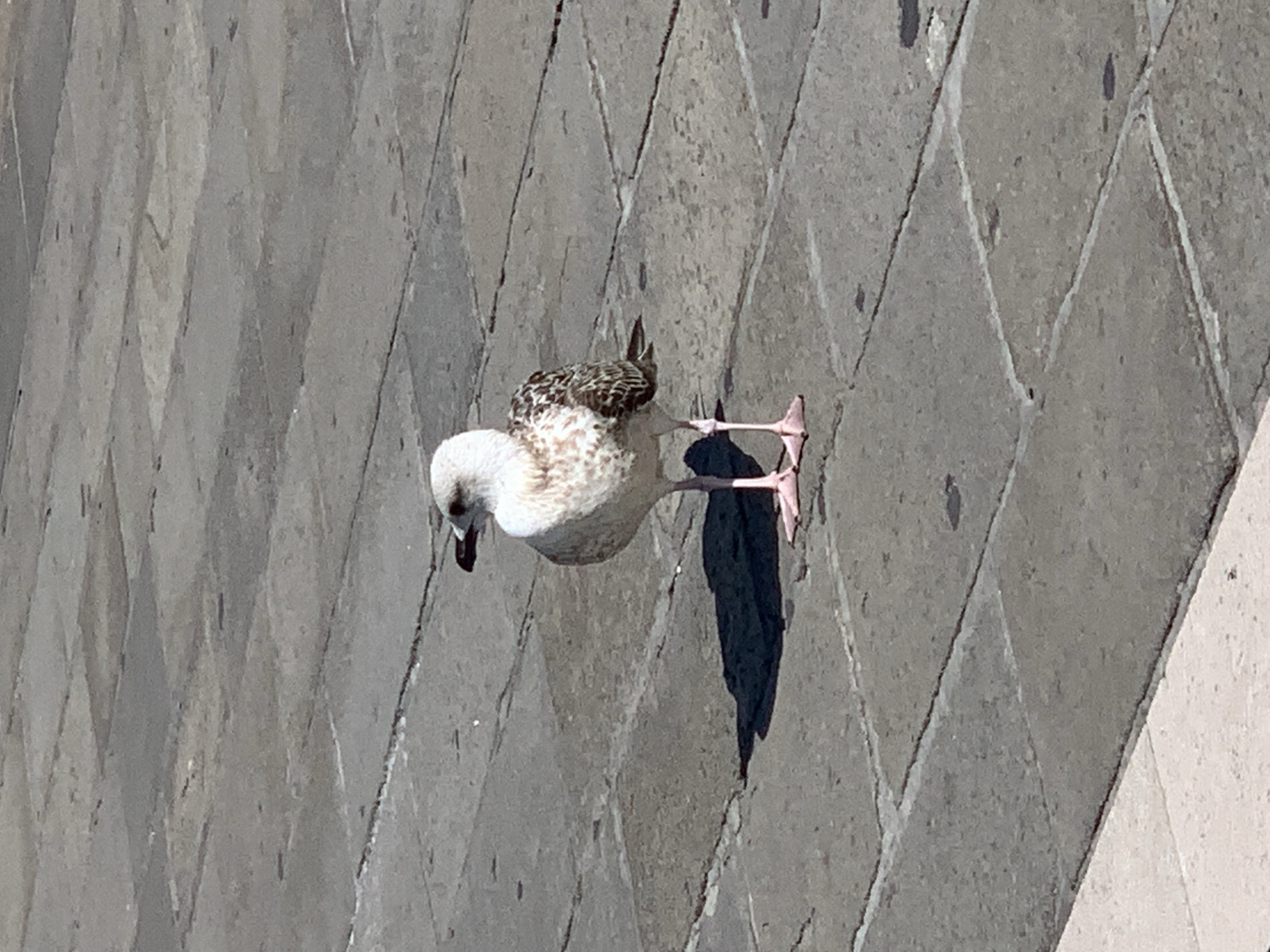 A single seagull stands on a paved walkway in Venice, Italy. The walkway is made of grey and beige rectangular stones laid in a pattern. The seagull is light brown and white with dark wingtips and is facing to the left. It casts a distinct shadow on the pavement. The background is a continuation of the paved walkway, suggesting an outdoor public space.