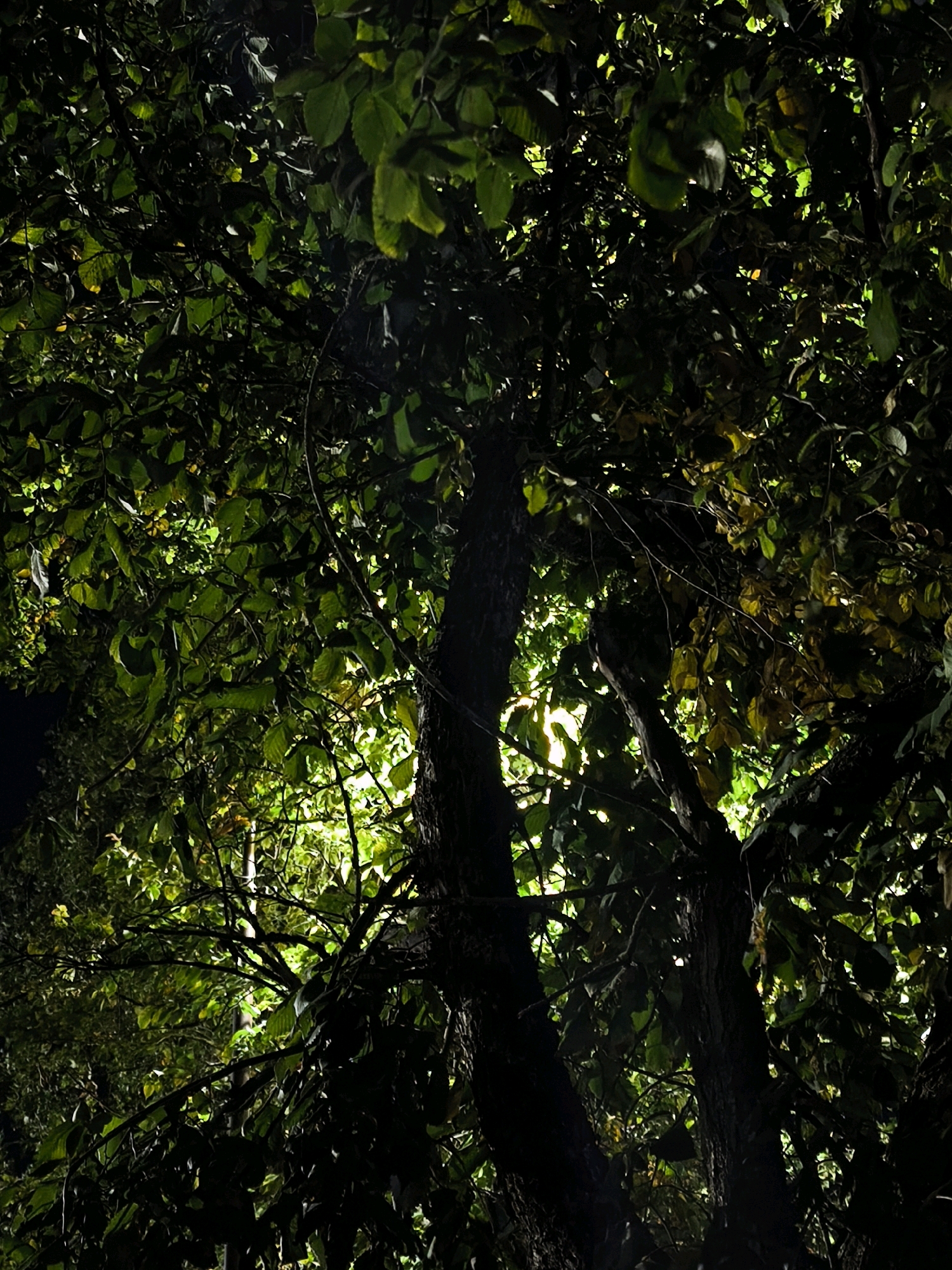 The image shows the dense foliage of trees at night, illuminated from behind by a bright, unseen light source. The leaves are predominantly green, with some appearing yellow or autumnal. The lighting creates a stark contrast, with some leaves brightly lit and others in deep shadow. Several tree trunks and branches are visible, their bark dark and textured. The overall impression is one of a natural scene within an urban environment, likely a park or a tree-lined street in Mahilyow, Belarus, where the artificial light filters through the canopy. There are no people or specific actions depicted.