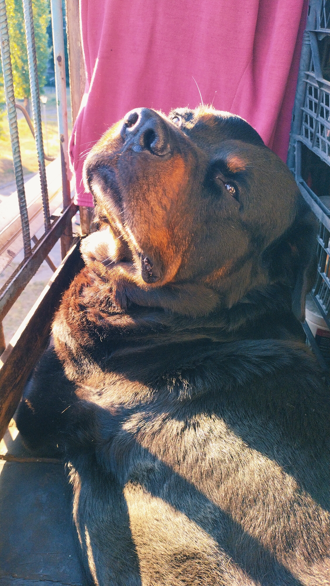 A large, dark-furred dog, possibly a Rottweiler, is lying down, looking upwards. Its head and upper body are in focus, with the bright sunlight casting strong shadows across its fur. The dog appears to be in an outdoor setting, with metal bars and a pink fabric visible in the background. The presence of a black plastic crate behind the dog suggests it might be on a balcony or in a yard in Horishni Plavni, Ukraine. The dog's eyes are open, and its mouth is slightly ajar, revealing its teeth.