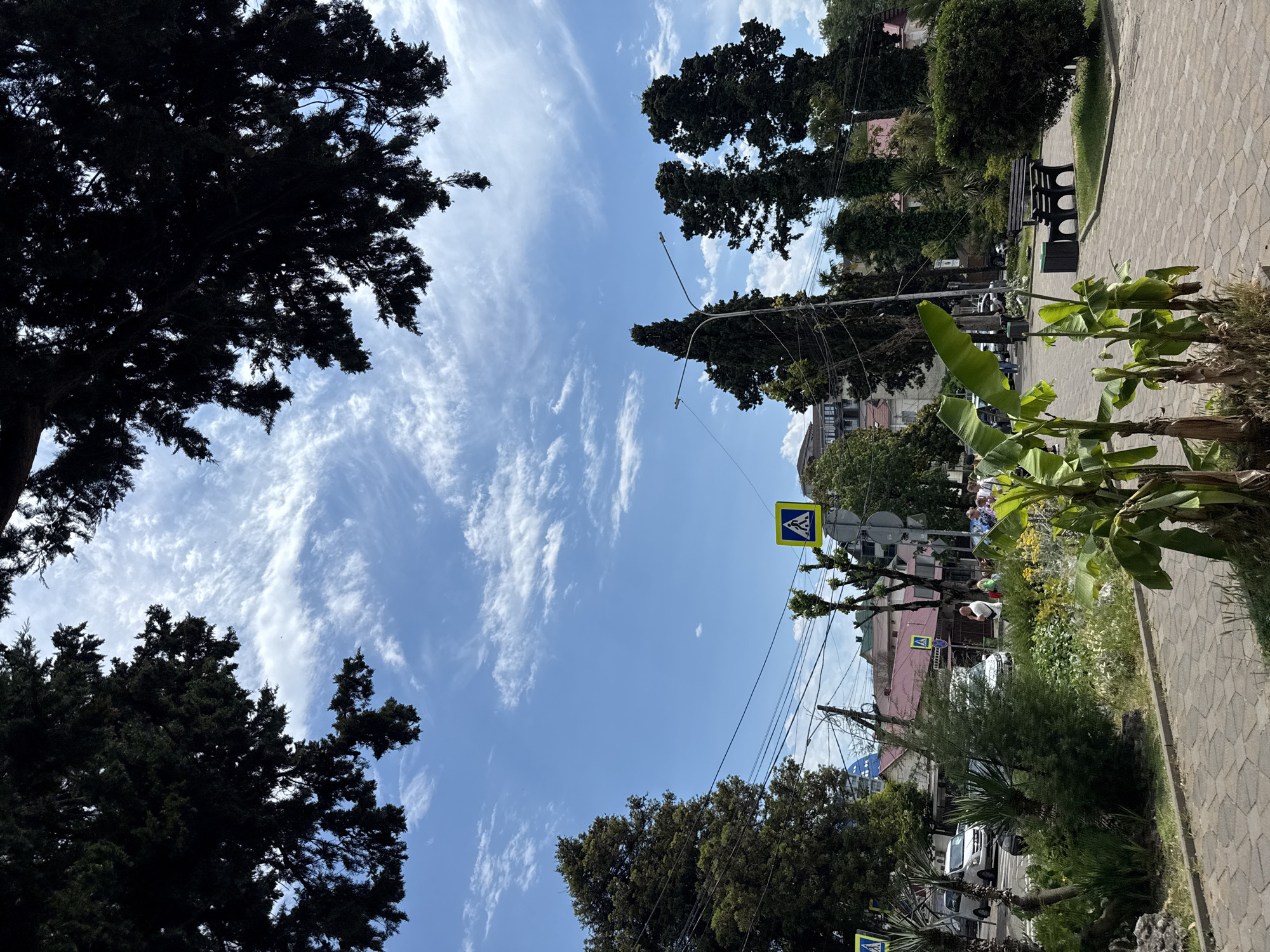 The image depicts a street scene in Sochi, Russia, on a sunny day with a partly cloudy sky. In the foreground, a paved walkway with a stone pattern leads towards a grassy area with lush green vegetation, including what appears to be banana plants. To the right, two dark wooden benches are situated on a patch of grass. Across the walkway, a street is visible with several cars, including a white minivan and a dark sedan. Pedestrian crossings are marked by yellow signs with a white pedestrian symbol. People are seen walking on the sidewalk and crossing the street. Tall, dark green trees, possibly cypress trees, dominate the background, framing the sky. Buildings with red roofs and modern architecture are visible behind the trees and street. Utility poles with numerous wires are also present.
