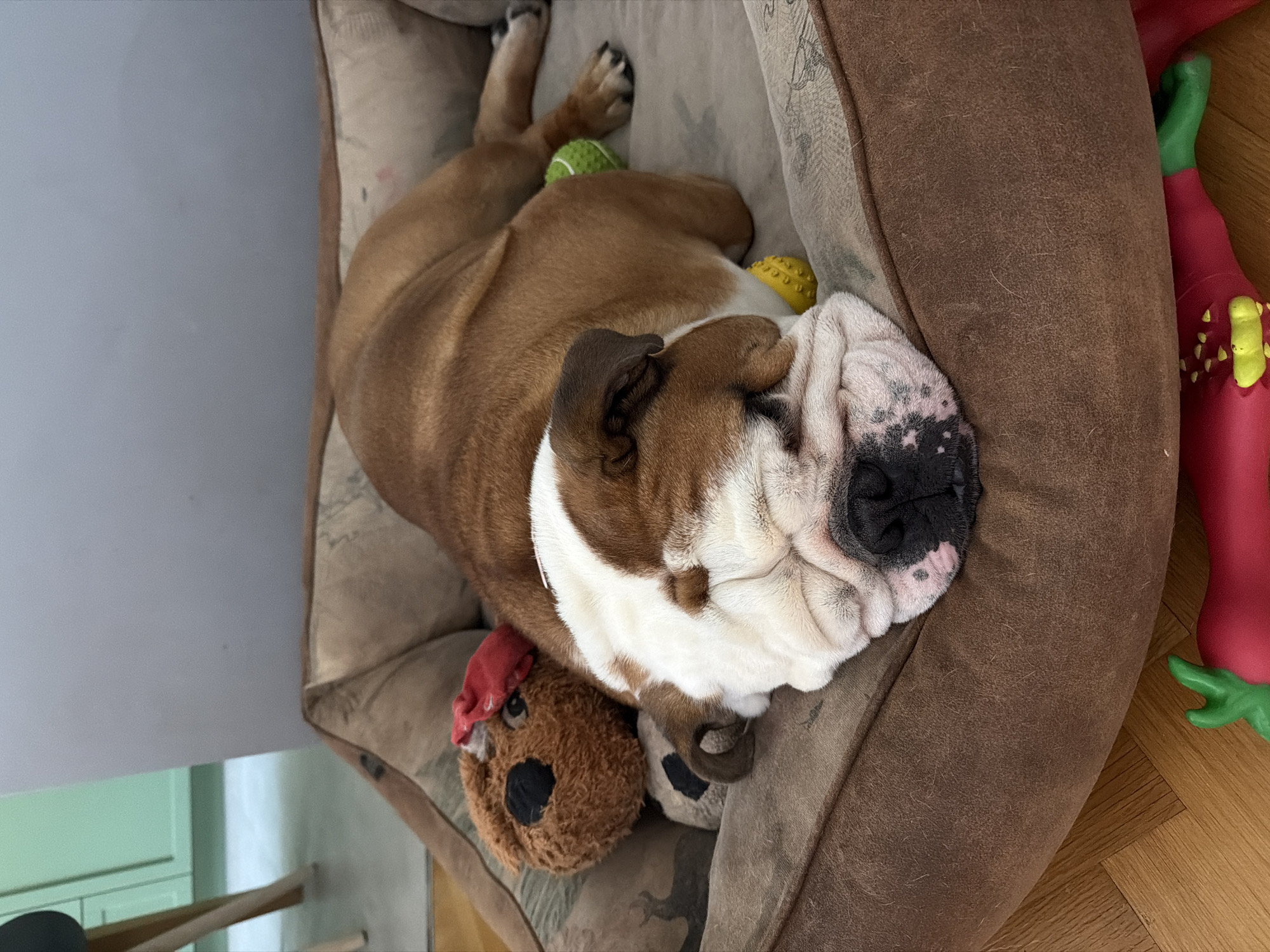 A brown and white English Bulldog is asleep in a brown dog bed, surrounded by toys. One is a plush brown bear, and two are rubber chew toys, one green and one yellow. The dog is on a wooden floor, and a grey wall is visible in the background. Part of a green cabinet is visible in the background, suggesting an indoor setting. There is no indication this photo was taken in Sofia, Bulgaria.
