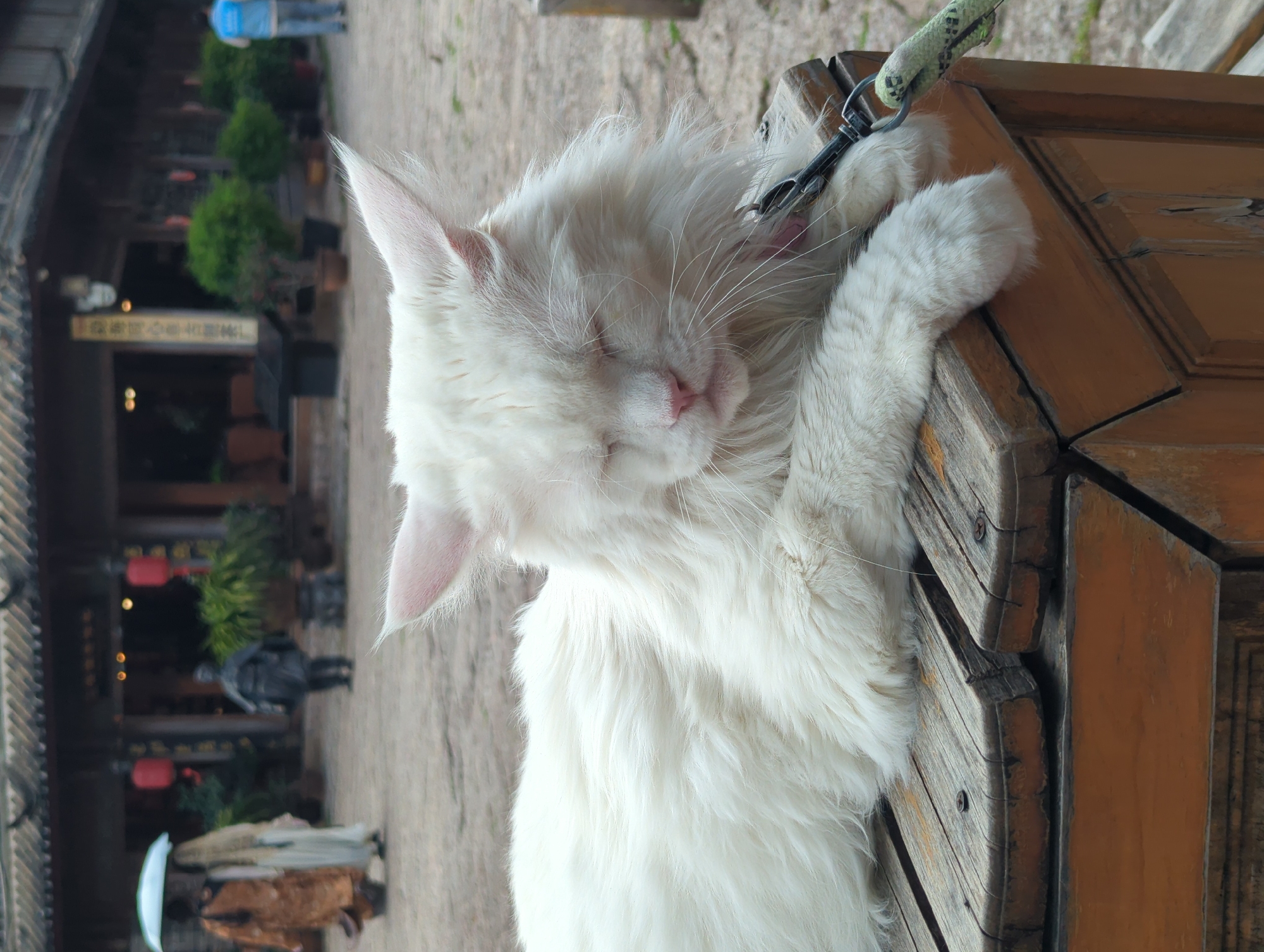 A fluffy white cat with its eyes closed is sleeping, draped over a wooden surface. The cat appears to be resting peacefully. A green and black rope is attached to a collar or harness on the cat and secured to the wooden structure, indicating it might be tethered. The wooden surface looks like part of an outdoor table or bench, possibly weathered with visible grain and some cracks. In the background, a blurred scene of traditional Chinese architecture is visible. There are buildings with dark wooden exteriors, ornate roofs, and red lanterns. A few people and potted plants can be seen in the distance, adding to the sense of a bustling, possibly touristy, outdoor setting. The lighting suggests it might be daytime, possibly with overcast conditions, as there are no strong shadows. The overall impression is a tranquil moment of repose for the cat amidst a cultural backdrop in Gucheng District, China.