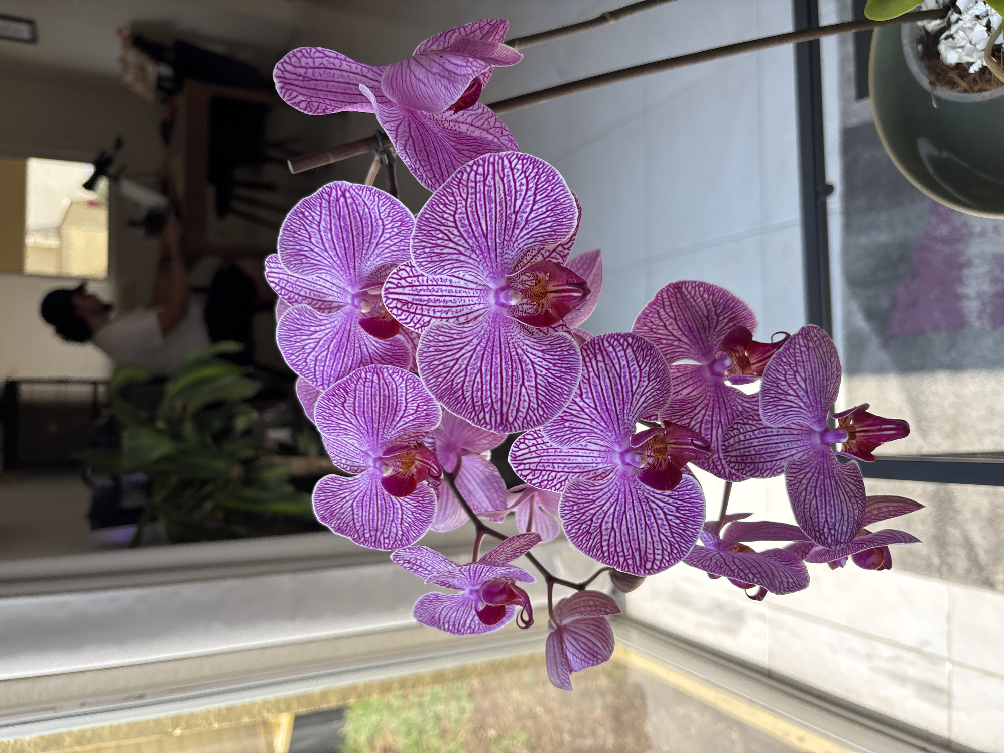 The image displays a close-up of a vibrant cluster of purple orchids with distinct white striped patterns on their petals. Several individual flowers are in various stages of bloom, showcasing their intricate structure. The orchids are the sharpest element in the frame, dominating the foreground.
In the blurred background, an indoor setting is visible through a window. A person, largely out of focus, is seen wearing a dark cap and a light-colored top, appearing to be lying down or reclining in the distance. Above the orchids on the right, a portion of a green pot with a plant and white pebbles is partially visible. Through the window, faint hints of outdoor greenery and bright ambient light suggest a daytime setting.
The primary activity depicted is a still life of the blooming orchids. The background activity involving the person is indistinct due to the heavy blur. The natural light suggests the photograph was taken during the day. There is no visible text in the image. The provided context indicates the location is Puebla, Mexico.