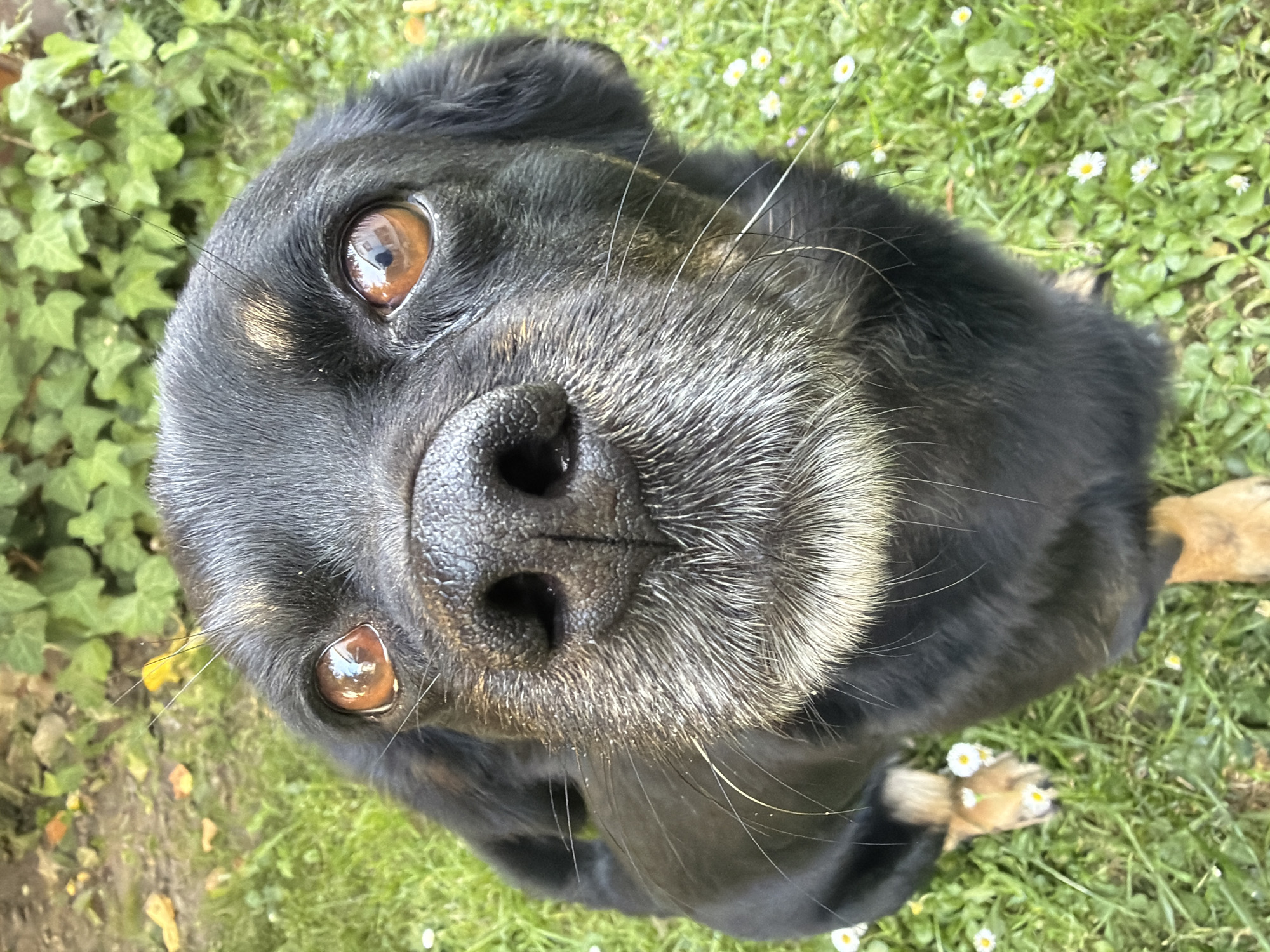 An extreme close-up shot of a black dog's face, taken from a low angle. The dog has large, brown eyes with reflections visible in the pupils. Its black nose is prominent, with visible texture. A white and gray muzzle with long whiskers extends from the nose. The dog's fur is black, with tan markings visible on its ears and paws. The dog is sitting on a patch of green grass dotted with small white daisies. In the background, out-of-focus green ivy leaves are visible. The lighting suggests an outdoor setting on a sunny day. The location is Unknown, Unknown.