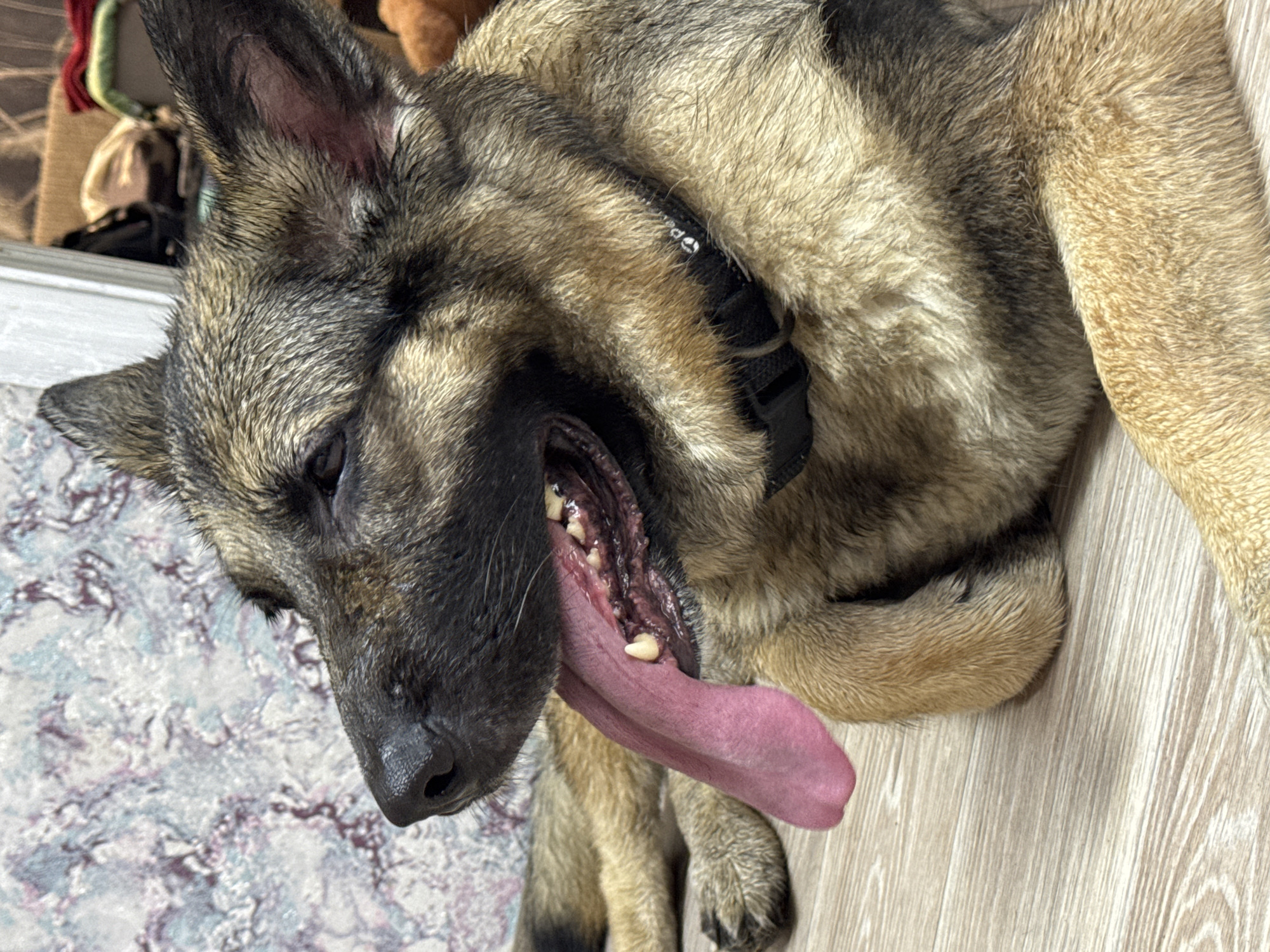 A close-up, eye-level shot captures a German Shepherd lying on a light-colored wooden floor. The dog's head is turned to the left, with its mouth open and a pink tongue hanging out, revealing its teeth. Its fur is a mix of brown, black, and tan, and it appears to have been recently wet. A black collar with a buckle is visible around its neck. The background is out of focus, showing a patterned wallpaper on the left and a blurry collection of objects, possibly boxes and clothing, on the right. The lighting suggests an indoor environment. The image does not provide any information about the location in the city of Chaikovsky, Russia.