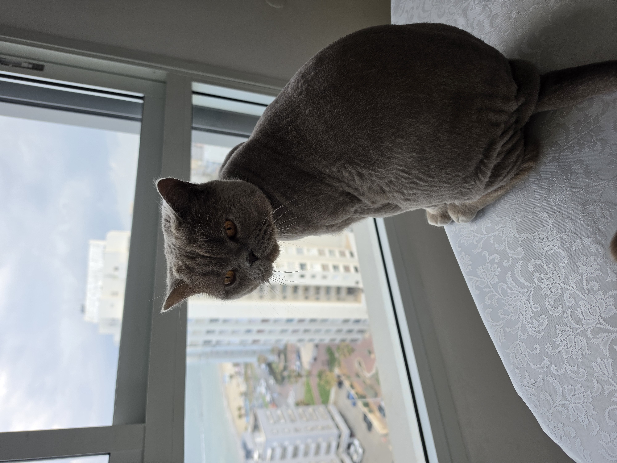 A lilac British Shorthair cat with orange eyes is perched on a white patterned surface adjacent to a window. Through the window, a view of Bat Yam, Israel is visible, including buildings, streets, the sea, and the sky. The cat is looking down and to the left.