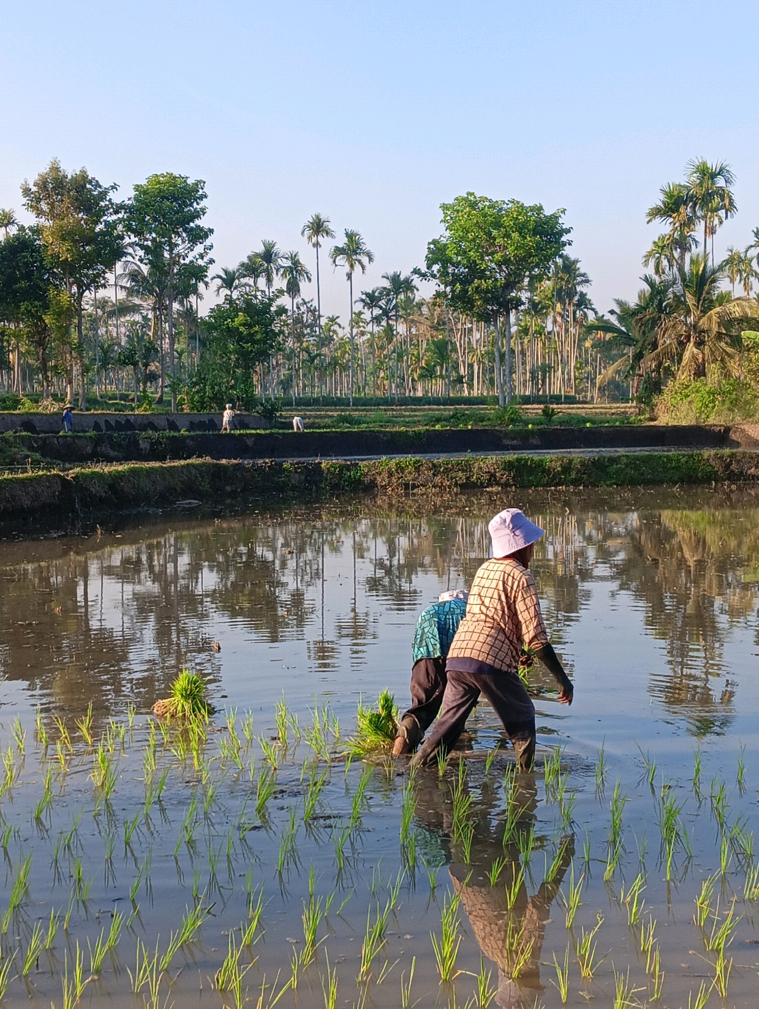 This is a photograph taken in the rice paddies of Sukosari, Indonesia, during the early morning. The sun is low in the sky, casting a soft light and creating reflections in the water. In the foreground, two individuals are planting rice seedlings in the flooded paddy. One person, wearing a patterned long-sleeved shirt and dark pants, is bent over and appears to be placing a seedling in the mud, their right hand holding a bundle of rice shoots. They are also wearing dark boots that are submerged in the water. Behind them, another person, visible from the shoulders up, is wearing a teal and black patterned shirt. In the middle ground, several rows of young rice plants are emerging from the water, their reflections mirroring the clear sky. In the background, terraced rice fields are visible, bordered by a dense line of palm trees and other tall trees, indicating a tropical environment. The sky is a clear, pale blue.