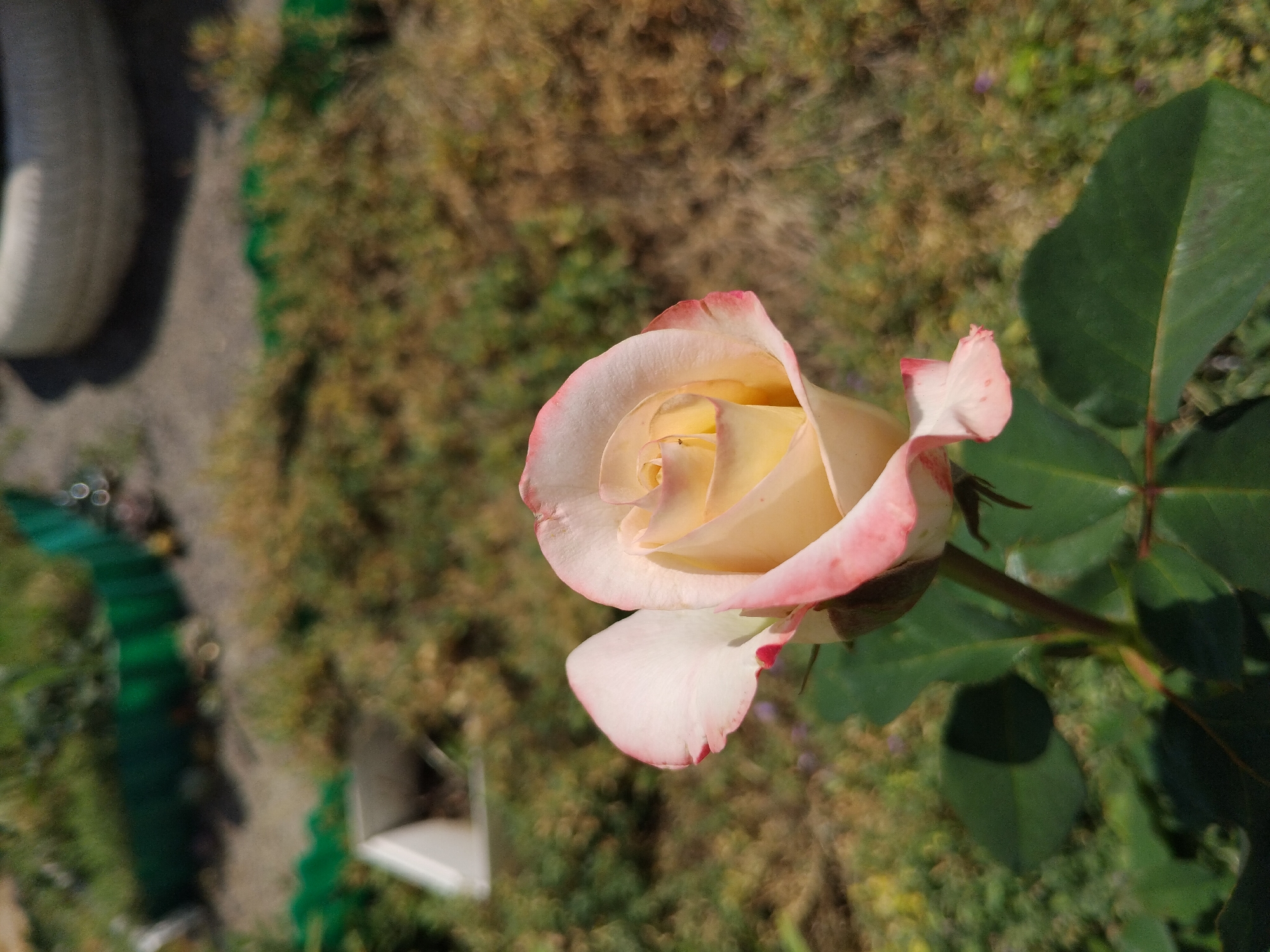 A close-up, eye-level shot captures a single, pale yellow rose with pink-tinged edges. The rose is in the foreground, with its petals unfurling to reveal a spiral center. Dark green leaves and a portion of the stem are visible below the bloom. The background is a blur of muted colors: dry, brown foliage, patches of green grass, and what appears to be a green plastic fence in the upper left corner. In the far upper right, a portion of a white, possibly rubber, object is visible. The scene appears to be an outdoor setting, likely a garden or yard, with a hint of dried vegetation suggesting a warm climate or season. The location is identified as Bila Krynytsia, Ukraine. There are no people or animals present in the frame.