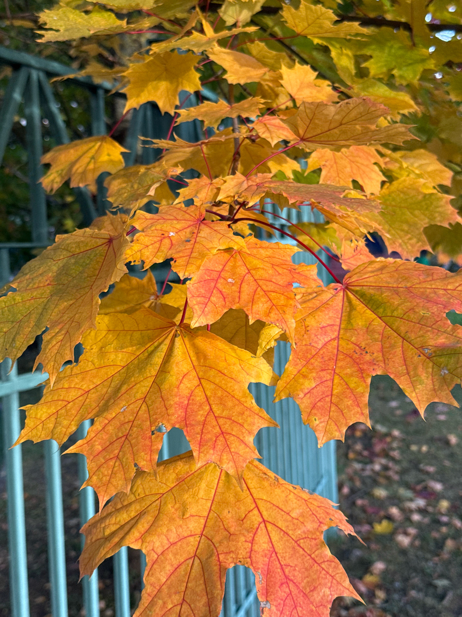 A close-up, vertical shot captures several autumn maple leaves in vibrant shades of yellow and orange, with prominent red veins. The leaves are in focus, with a shallow depth of field blurring the background. Behind the leaves, a teal-colored metal fence runs vertically, with some of the fence posts visible. Beyond the fence, a grassy area with scattered fallen leaves can be seen, suggesting an outdoor setting, possibly a park or garden. The image does not contain any people. The lighting suggests it is daytime, with the sun illuminating the leaves. The scene is devoid of any specific identifiable landmarks or clues that would pinpoint its location in Милицейский посёлок, Russia.