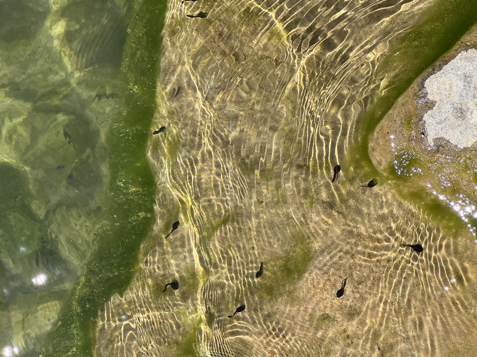 The image shows several tadpoles swimming in shallow, clear water. The water has a sandy bottom with some green algae visible. Sunlight refracts through the water, creating wavy patterns on the sandy bottom. The tadpoles are small and black, with oval-shaped bodies and long tails. They are spread out across the frame, with some swimming individually and others in small groups. There is no visible evidence of human presence or activity in the image. The scene appears to be a natural aquatic environment, possibly a pond or a slow-moving stream.