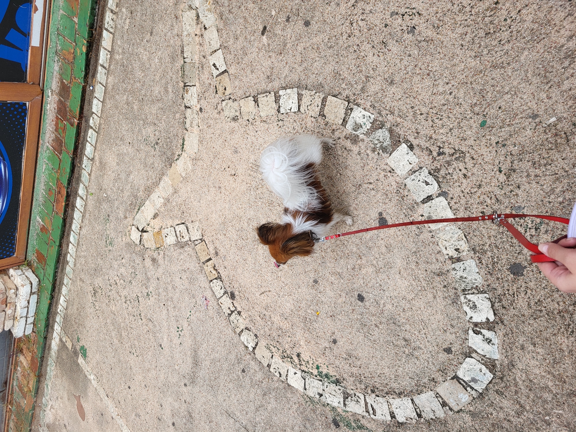 This overhead shot, taken in Budva, Montenegro, captures a small dog on a leash walking on a textured concrete or paved surface. The main subject is a fluffy, small-breed dog, possibly a Papillon, with a distinctive brown and white coat, primarily brown on its head and ears, and white on its back and bushy tail. The dog is looking downwards, appearing to sniff the ground or simply resting, and is attached to a vibrant red leash, which is held by a human hand visible in the bottom right of the frame.
A prominent feature of the setting is a large, decorative heart shape outlined on the ground using light-colored, roughly square-cut stones embedded in the pavement. The dog is positioned within this heart-shaped boundary. To the far left, part of a building or structure is visible, featuring a green, brick-like surface bordered by a line of small, light-colored tiles and a wooden frame. Further left, partially obscured blue elements, potentially from a sign or window display, are visible. The ground itself is a light greyish-tan, speckled with darker aggregate and hints of green moss or debris. The lighting suggests it is daytime, likely under overcast conditions, providing soft, diffused illumination. No discernible text is visible on any of the subjects or surfaces. The image conveys a calm, everyday scene of a dog walk in an outdoor, pedestrian-friendly area.