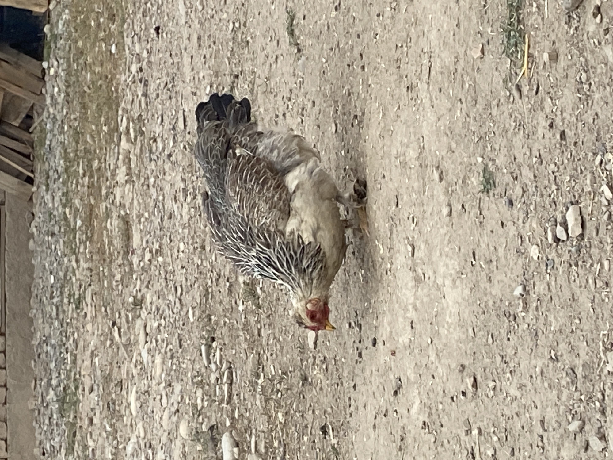 A close-up, eye-level, full shot captures a light brown and gray chicken foraging on a gravely, dirt ground. The chicken is positioned in the center of the frame, facing left with its head lowered as if pecking at the ground. Its comb and wattle are red, and its beak is yellow. The chicken's plumage is detailed, with intricate patterns of light and dark brown on its wings and back, and lighter, fluffy feathers on its chest and legs. The background is out of focus, showing a mix of small stones, sparse green vegetation, and a brick wall with wooden planks stacked against it. The overall scene suggests a rural or backyard setting.
