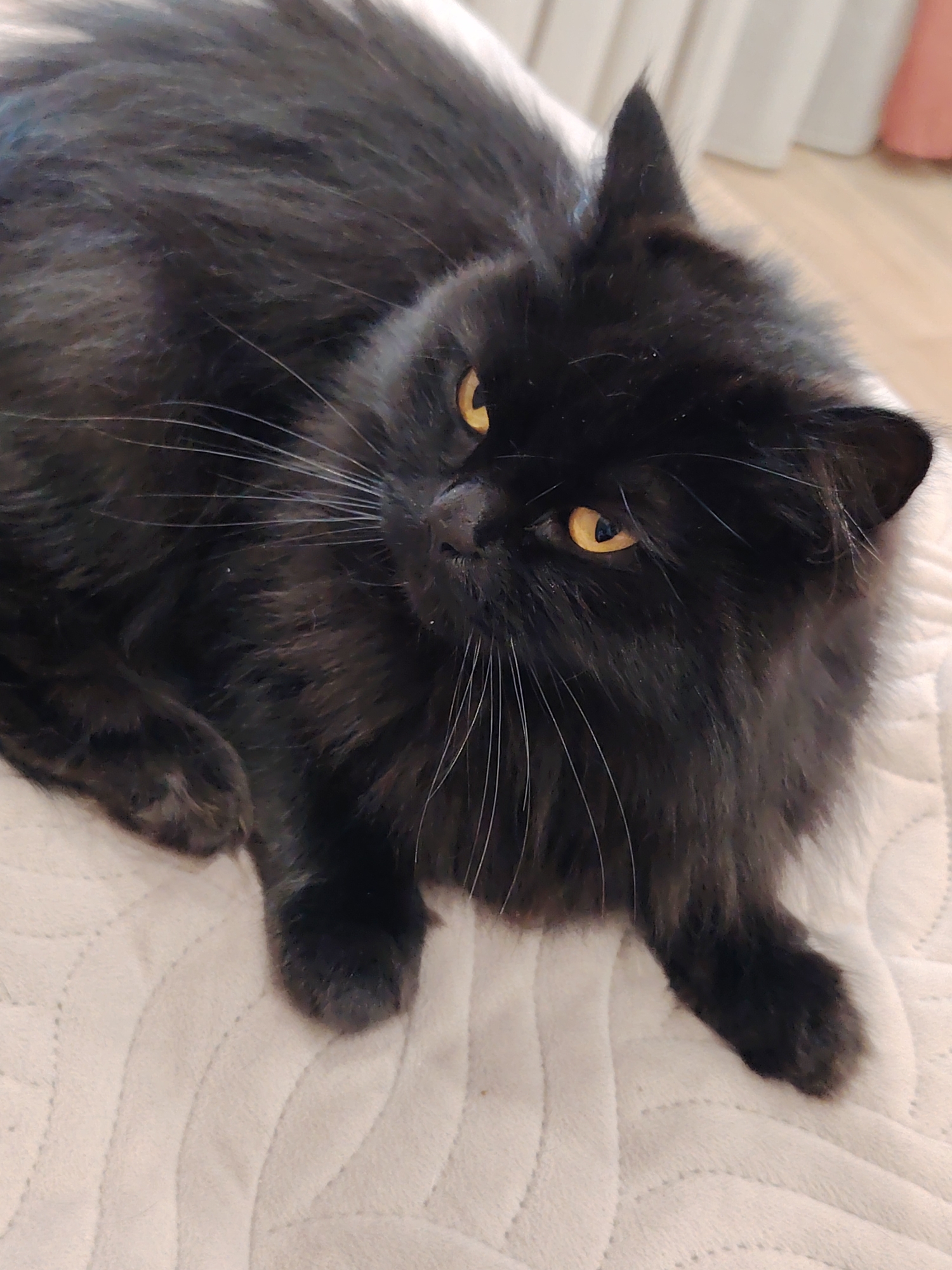 A black cat with yellow eyes lies on a white patterned blanket. The cat is facing slightly to the left with its head turned towards the camera. The background is blurred, showing a neutral-colored wall and a glimpse of curtains.