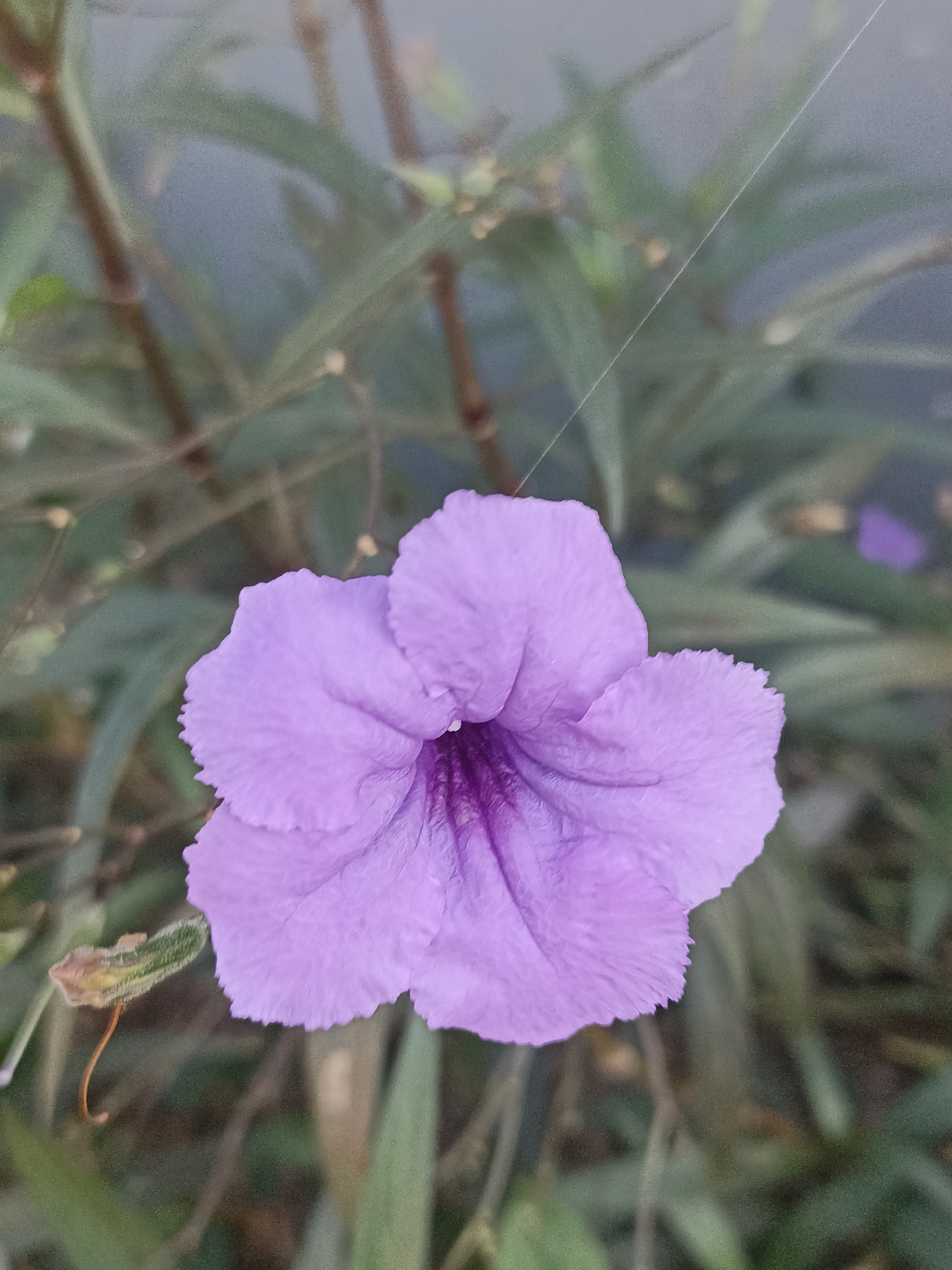 A close-up, head-on shot captures a single, vibrant purple flower with five ruffled petals. The flower's center is a darker shade of purple. It is surrounded by blurred green foliage and thin, brown stems. A delicate, white spiderweb is visible against the soft, grayish-blue background. The image appears to have been taken outdoors in Mojopanggung, Indonesia.