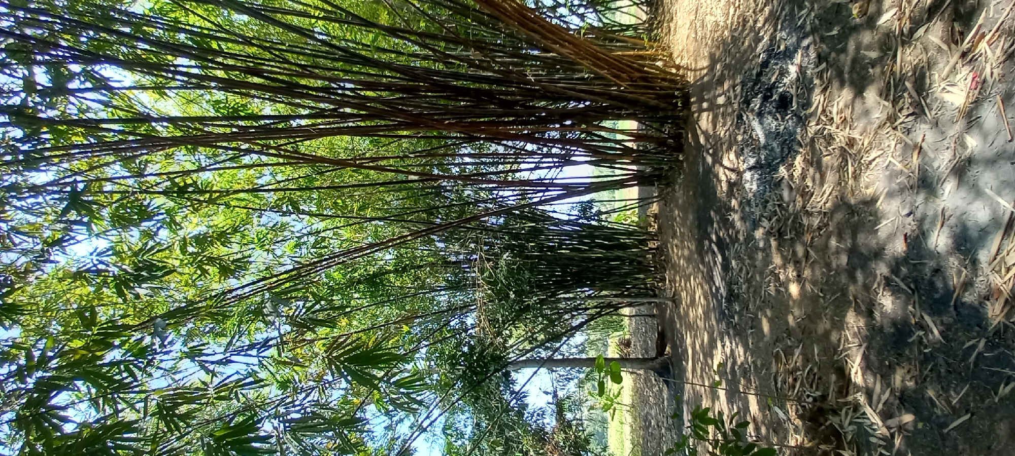 A vertical, eye-level shot captures a dense grove of bamboo trees under a bright, sunny sky. The bamboo stalks, varying in thickness and color from dark brown to light green, dominate the scene. Their slender leaves form a canopy overhead, dappled with sunlight, creating a mosaic of light and shadow on the ground. The ground itself is covered in dry, fallen bamboo leaves and debris, with patches of dark ash suggesting a recent fire. A solitary, thinner tree trunk with a few leaves is visible to the left of the frame. The background reveals a blurred landscape of green fields and lighter vegetation, hinting at a rural or semi-rural setting in Sidamulya, Indonesia. The overall impression is one of natural growth and a tranquil, outdoor environment.