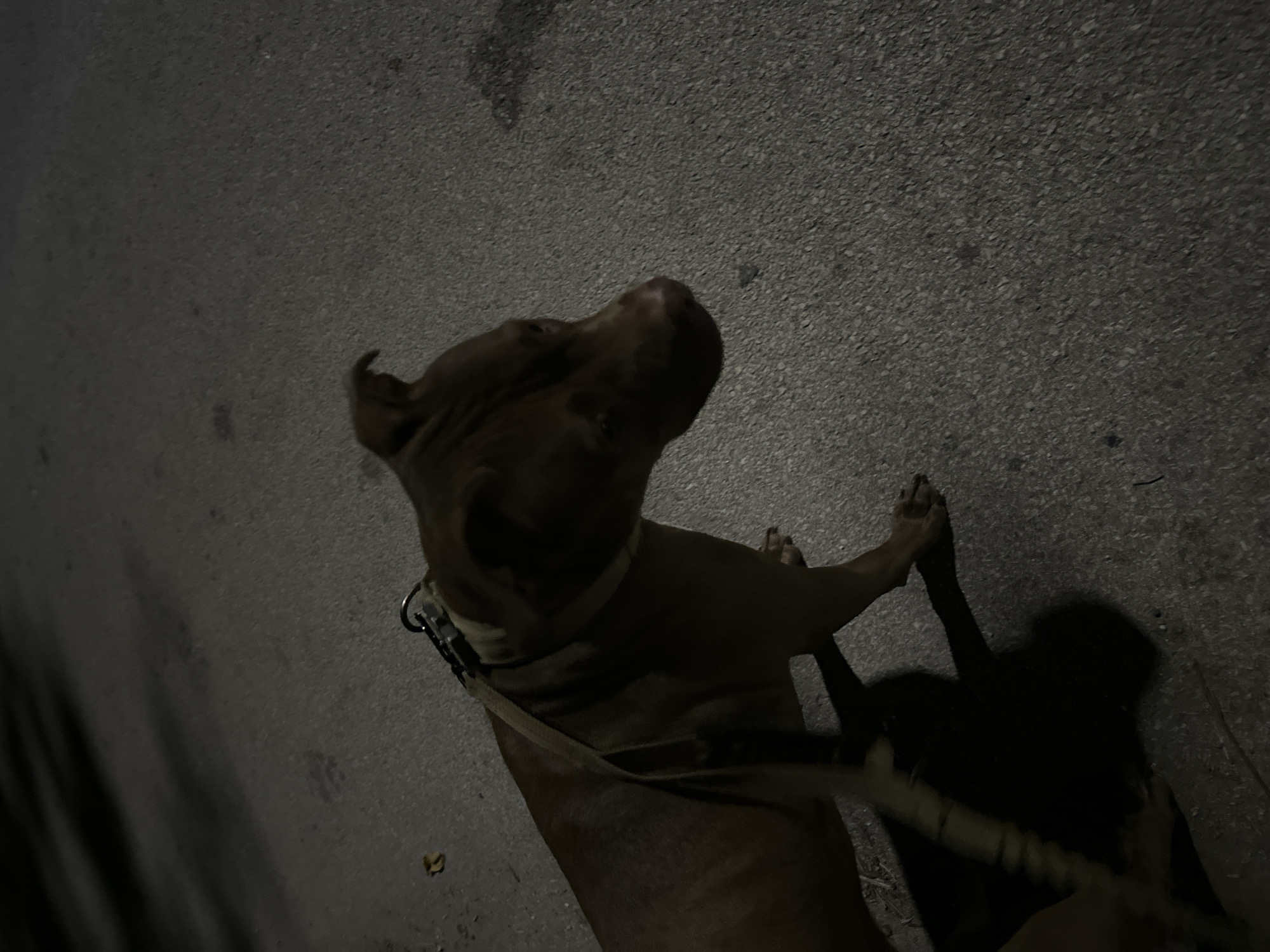 A brown dog wearing a collar and leash is standing on an asphalt surface, possibly a street or sidewalk, in Malevo, Bulgaria. The scene appears to be at night or in low light conditions, as indicated by the prominent shadows cast by the dog and the lack of ambient light. The dog's head is turned away from the camera, with its gaze directed downwards and to the right. The leash is attached to the collar and extends out of frame to the left. The background consists of a dark, textured asphalt surface with some faint shadows and a few fallen leaves. The overall impression is one of a quiet, possibly urban, outdoor setting.
