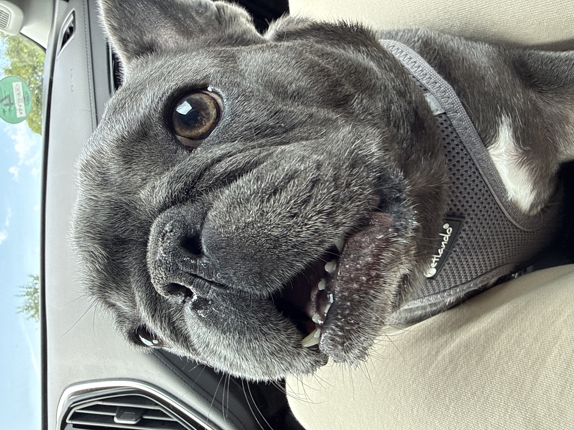 A close-up, eye-level, medium shot captures a grey French Bulldog in the passenger seat of a car, looking directly at the camera. The dog's mouth is slightly open, revealing teeth and a pink tongue. Its dark brown eyes are wide and expressive. The dog wears a grey mesh harness with a white "petlando" logo. The interior of the car, including the dashboard and a vent, is visible in the background. Outside the car, a clear blue sky with scattered white clouds and green trees can be seen through the windshield. A green circular sticker with German text is affixed to the upper right of the windshield. The car is identified as being in Bad Sachsa, Germany, based on the context provided.