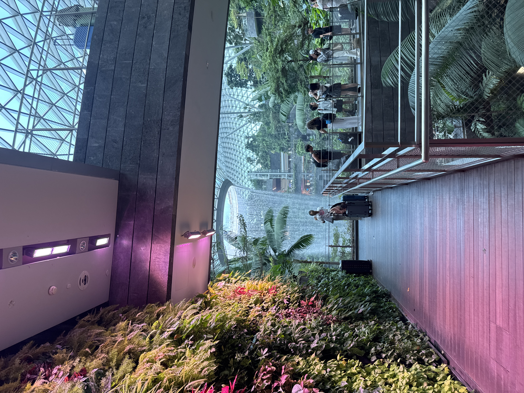 The image depicts the interior of Jewel Changi Airport in Singapore. A prominent feature is the Rain Vortex, a large indoor waterfall, surrounded by lush greenery. A raised walkway with metal railings is visible, with people standing along it, appearing to observe the waterfall and the surrounding landscape. Luggage is positioned on the walkway. The structure has a geometric glass and metal roof, providing natural light. A wall with vegetation growing along it is also visible, illuminated by pink lighting.