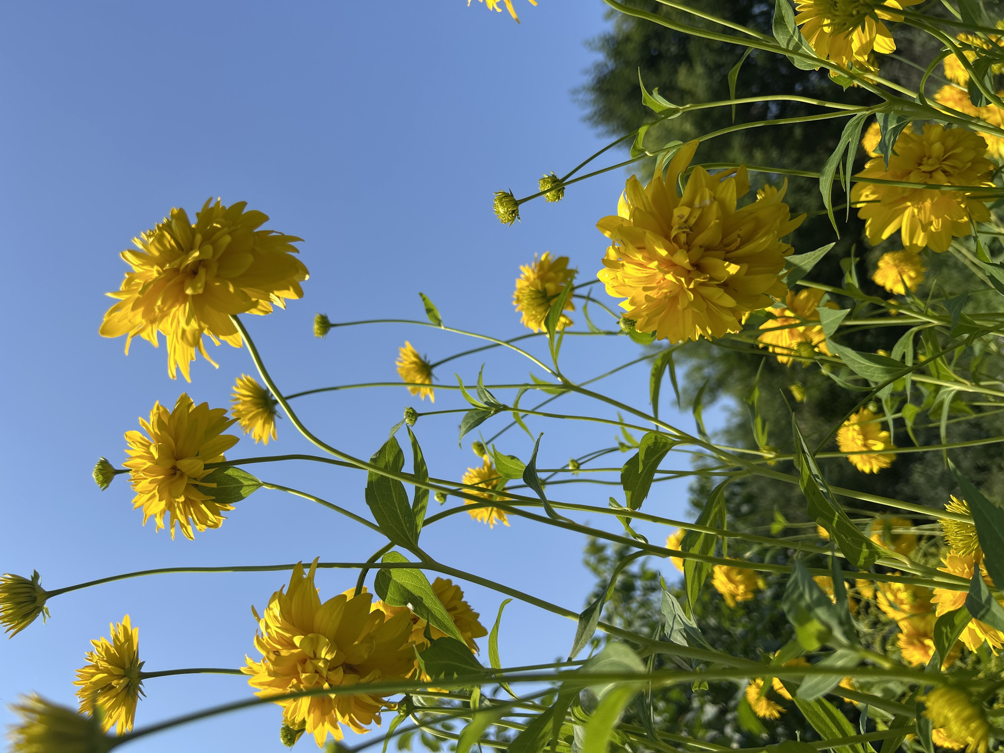 This is a low-angle, full shot of a cluster of yellow coneflower blooms against a clear blue sky. The flowers are fully open and have many ray florets. Some of the flowers are in focus, while others are blurred in the background. The stems and leaves of the plants are visible, and in the far background, there are out-of-focus trees. The scene is bright and sunny.