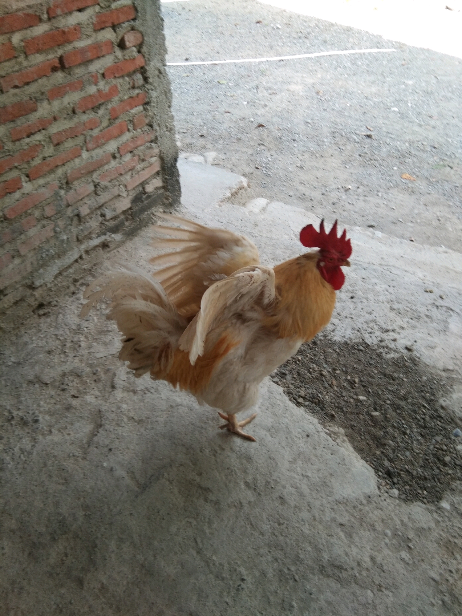 A rooster stands on a concrete surface in Karangsambung, Indonesia. The rooster has golden-brown and white feathers, a red comb and wattle, and is facing right. Behind the rooster, there is a brick wall and a gravel surface. The scene appears to be outdoors, possibly in a yard or alleyway.