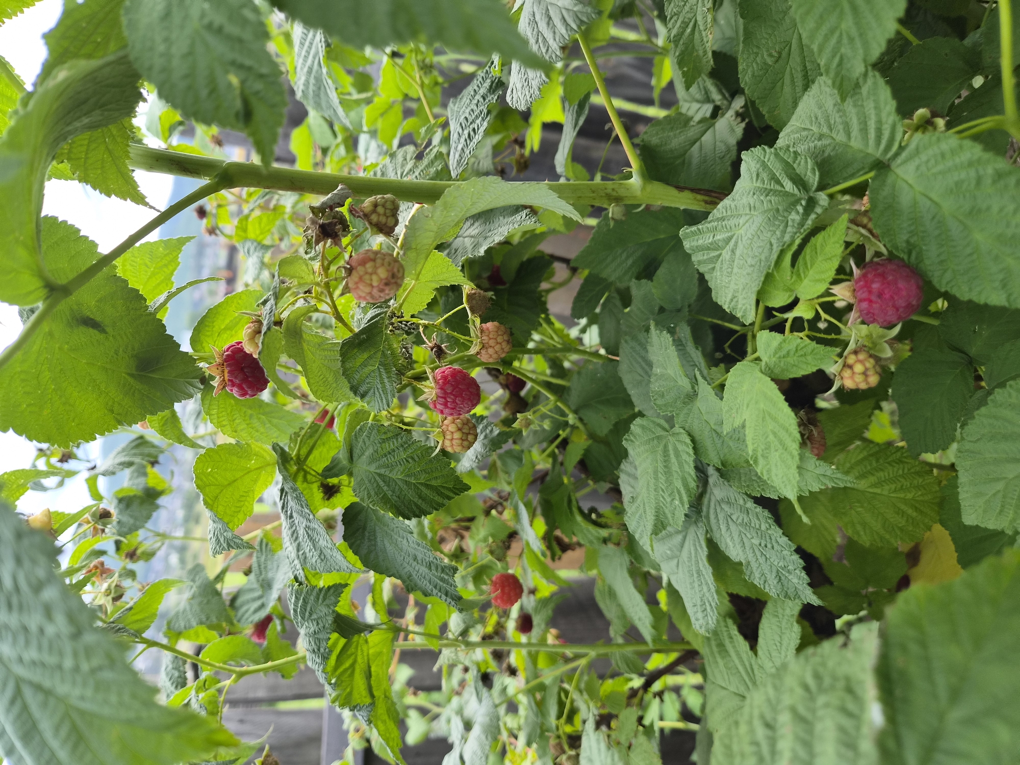In Balyaga, Russia, a close-up view shows a raspberry bush with ripe red berries and unripe green ones amongst its lush green foliage. The foreground is dominated by large, textured leaves, with a central thick green stem. Several branches extend upwards, laden with clusters of raspberries in various stages of ripeness. In the background, a weathered wooden fence and hints of distant hills and sky are visible, suggesting an outdoor garden setting.