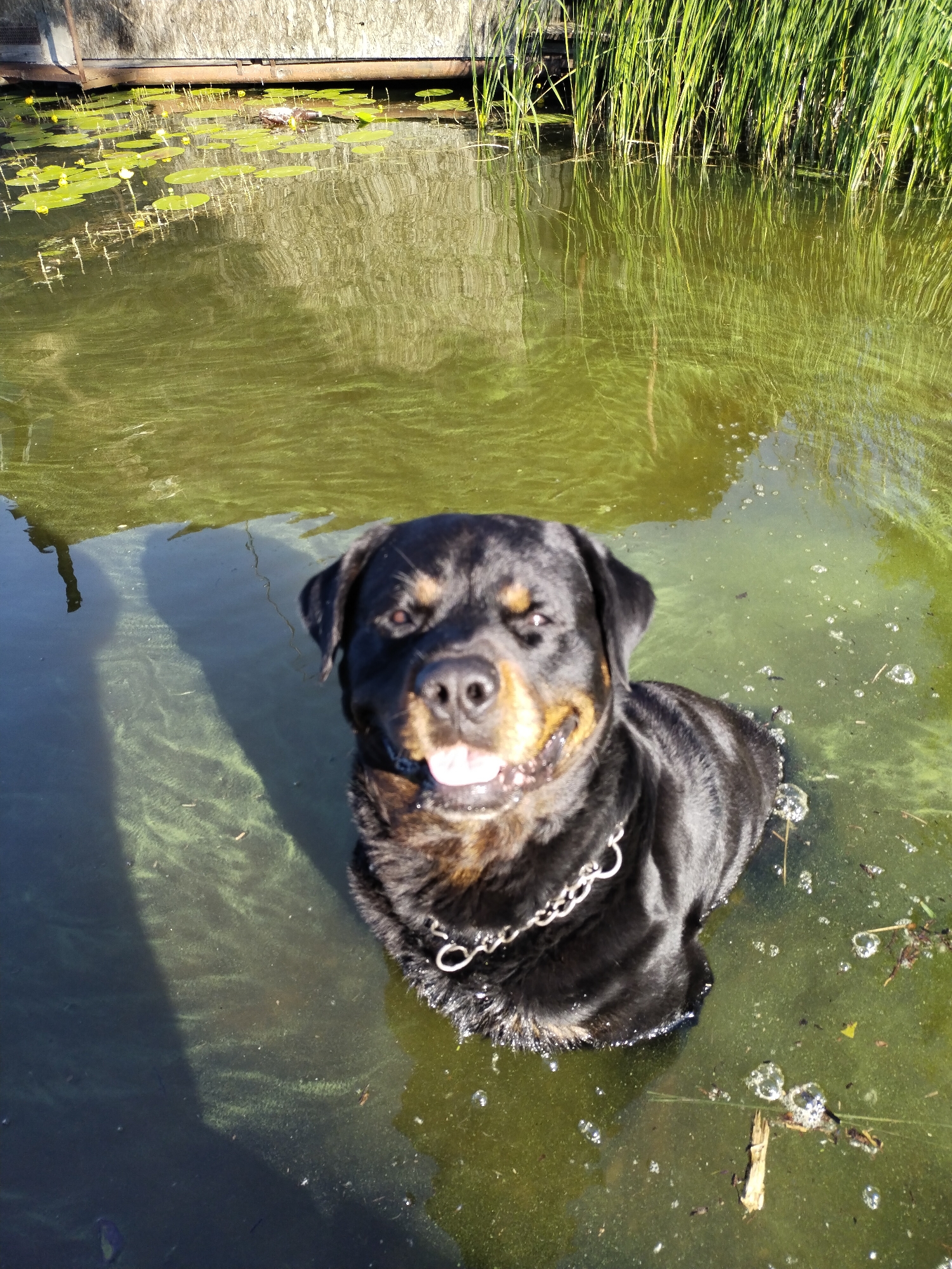 In the city of Horishni Plavni, Ukraine, a Rottweiler is partially submerged in murky green water. The dog is facing the camera, with its mouth open and tongue visible. It is wearing a silver chain collar. The water is surrounded by dense green reeds and has lily pads floating on its surface. A wooden structure is visible in the background. The water is disturbed, with bubbles and debris scattered throughout.