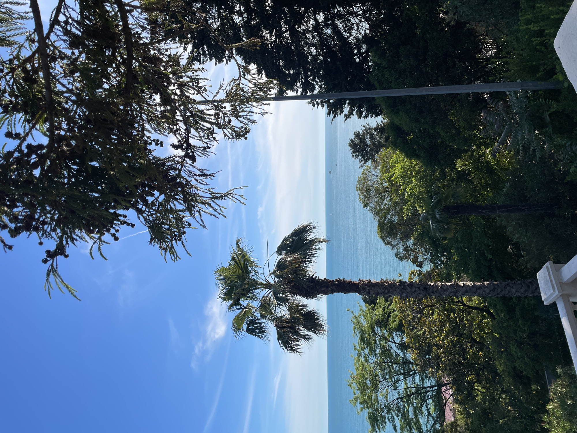 The image captures a scenic view of the Black Sea from a vantage point likely in Sochi, Russia, characterized by lush vegetation and a clear blue sky. Dominating the foreground are the branches of a large coniferous tree, their dark green needles and pinecones silhouetted against the bright sky. To the left of the frame, a tall palm tree with its distinctive fronds stands out against the turquoise sea.
The sea itself is a vibrant blue, stretching to the horizon where it meets a sky dotted with wispy white clouds. A few faint white contrails are visible in the upper part of the sky, suggesting air traffic. In the distance, a couple of small boats or ships can be seen on the water, adding a sense of scale to the vast expanse of the sea.
Below the palm tree and extending into the middle ground, a dense canopy of various green trees creates a rich, verdant landscape. Sunlight filters through the leaves, casting dappled shadows. In the lower portion of the image, a white balustrade or railing, possibly part of a balcony or terrace, is visible, indicating the presence of a man-made structure from which the photograph was taken. The overall impression is one of a tranquil, sun-drenched coastal environment, typical of Sochi's popular resort areas.
