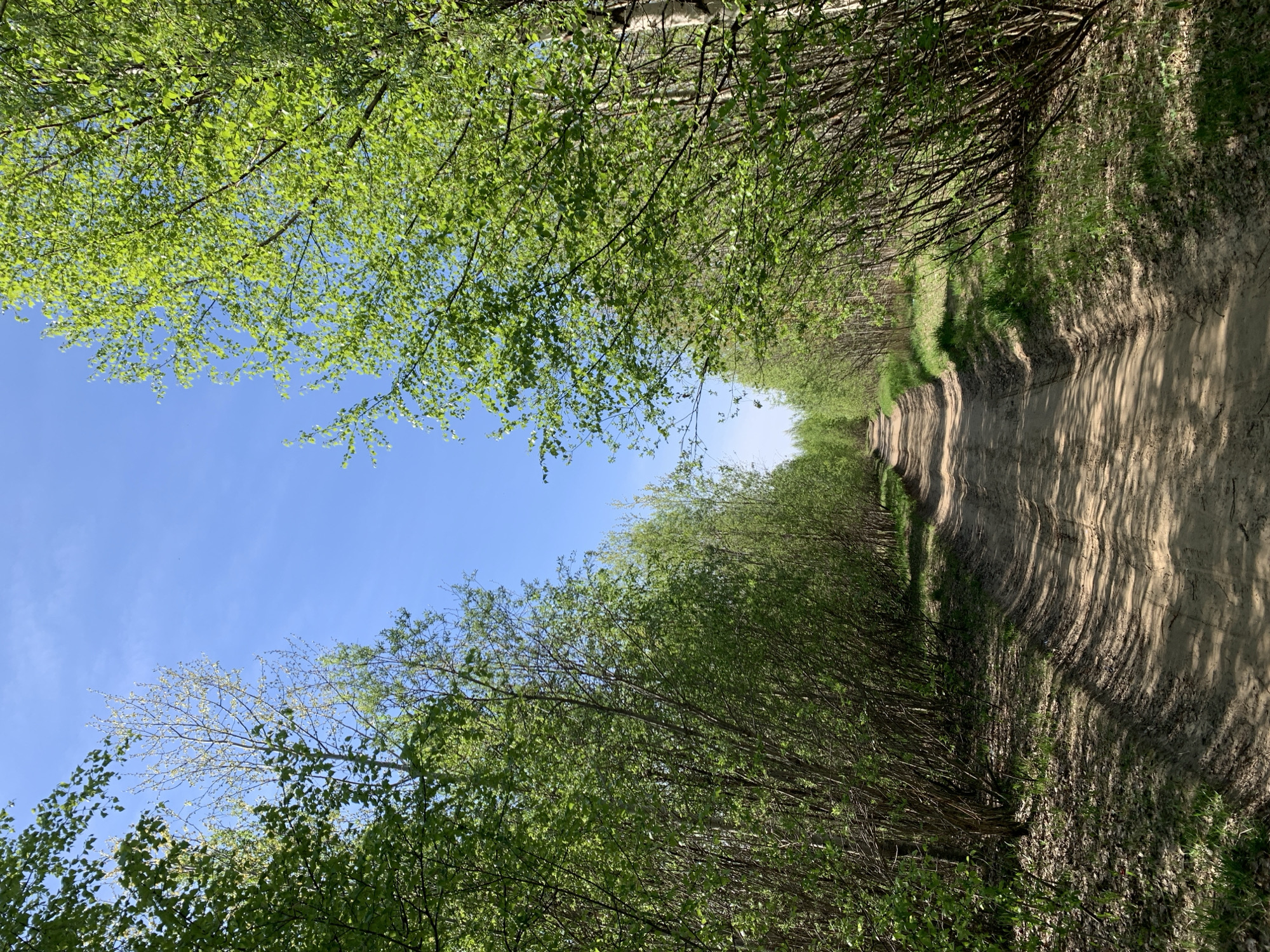 The image depicts a sandy, dirt road leading into a forest of deciduous trees. The road is narrow and shows signs of wear and vehicle tracks. Green foliage from the trees forms a canopy above the road, with patches of blue sky visible. The location is described as Severodvinsk, Russia, but no specific landmark or characteristic unique to the city is discernible within the image. No people or animals are visible. The scene appears to be a rural or natural area on the outskirts of a settlement.