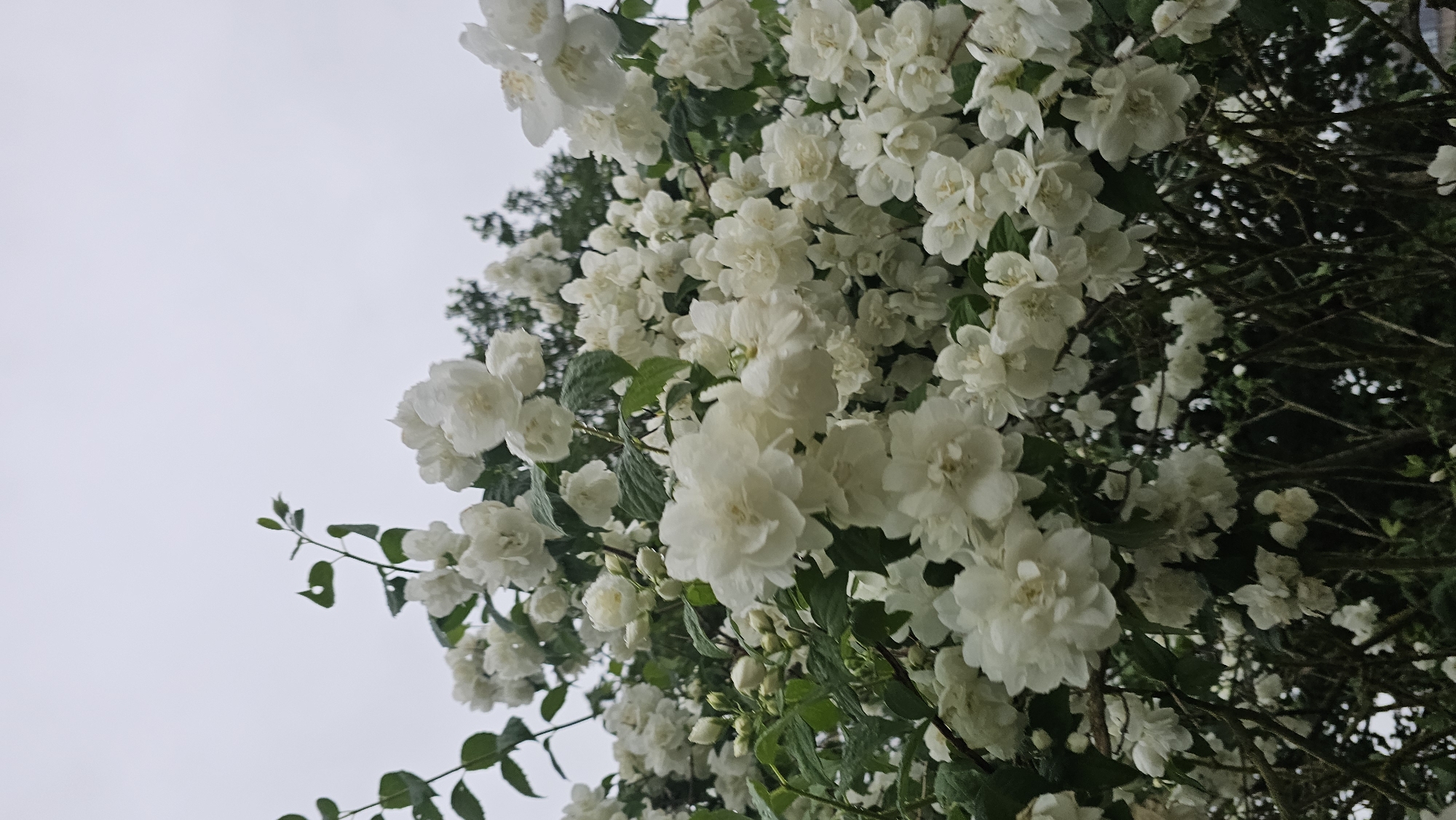 The image displays a dense cluster of white, double-petaled flowers, likely from a mock orange (Philadelphus) shrub or a similar species, blooming profusely. The flowers are abundant, forming thick garlands on branches, with many blossoms appearing full and lush, characterized by their layered petals. Interspersed among the white blooms are dark green leaves, adding a touch of verdant contrast to the scene. The branches of the shrub, some woody and dark, are visible particularly on the right side of the frame and deeper within the foliage.
The background is a soft, uniformly light grey sky, indicating an overcast day. Towards the upper and lower right, darker, blurred foliage from other trees or deeper parts of the same shrub can be glimpsed behind the white flowers. The perspective is upward, capturing the canopy of the flowering bush against the sky. There are no human subjects, man-made objects, or visible text in the image. The overall impression is one of natural beauty and floral abundance, characteristic of spring or early summer in a natural setting, such as Philippeville, Belgium.